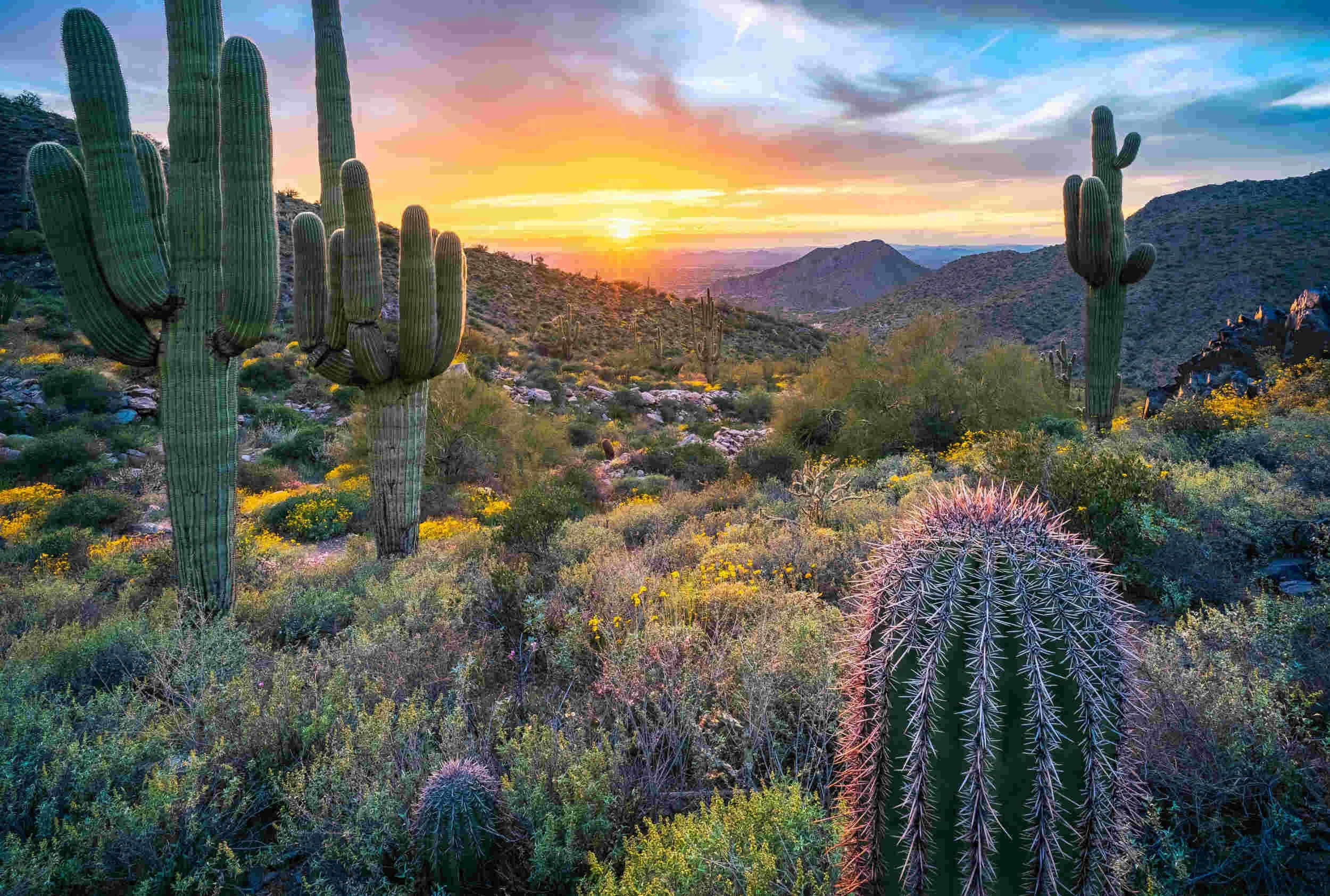 A beautiful desert sunset with cactus - How To Use AI To Prepare For Interviews