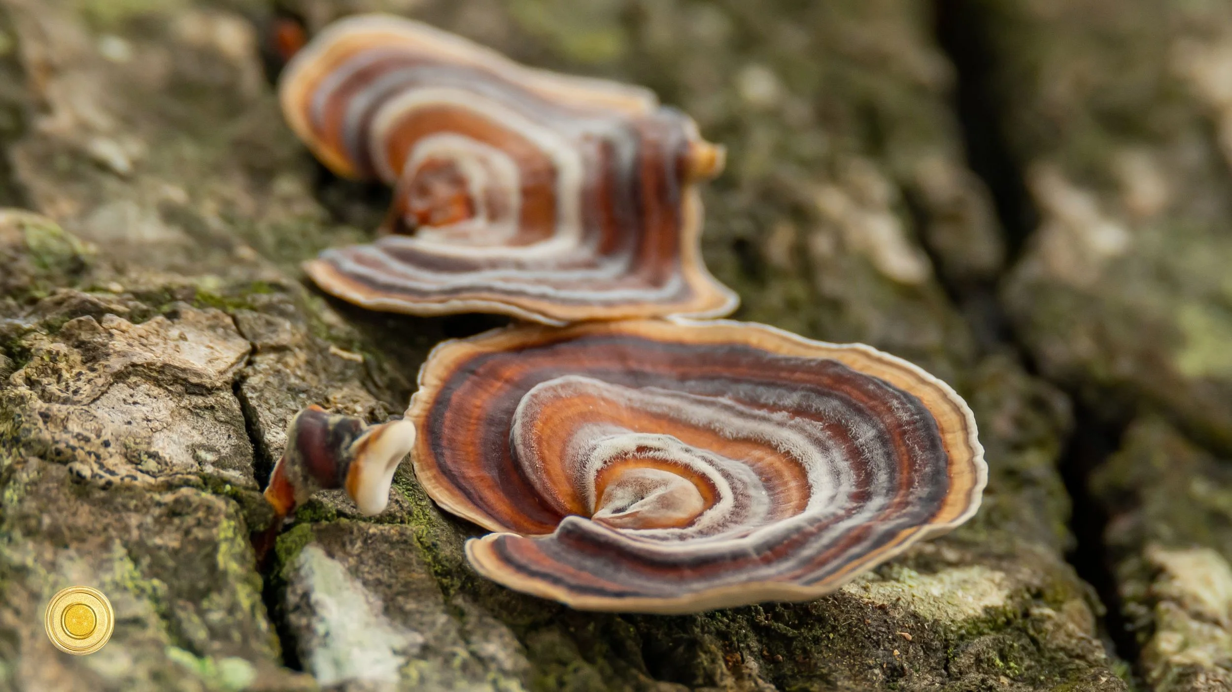 Support for UK Medicinal Mushroom Producers