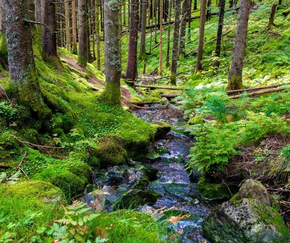 Yin Bai - Choosing to remain