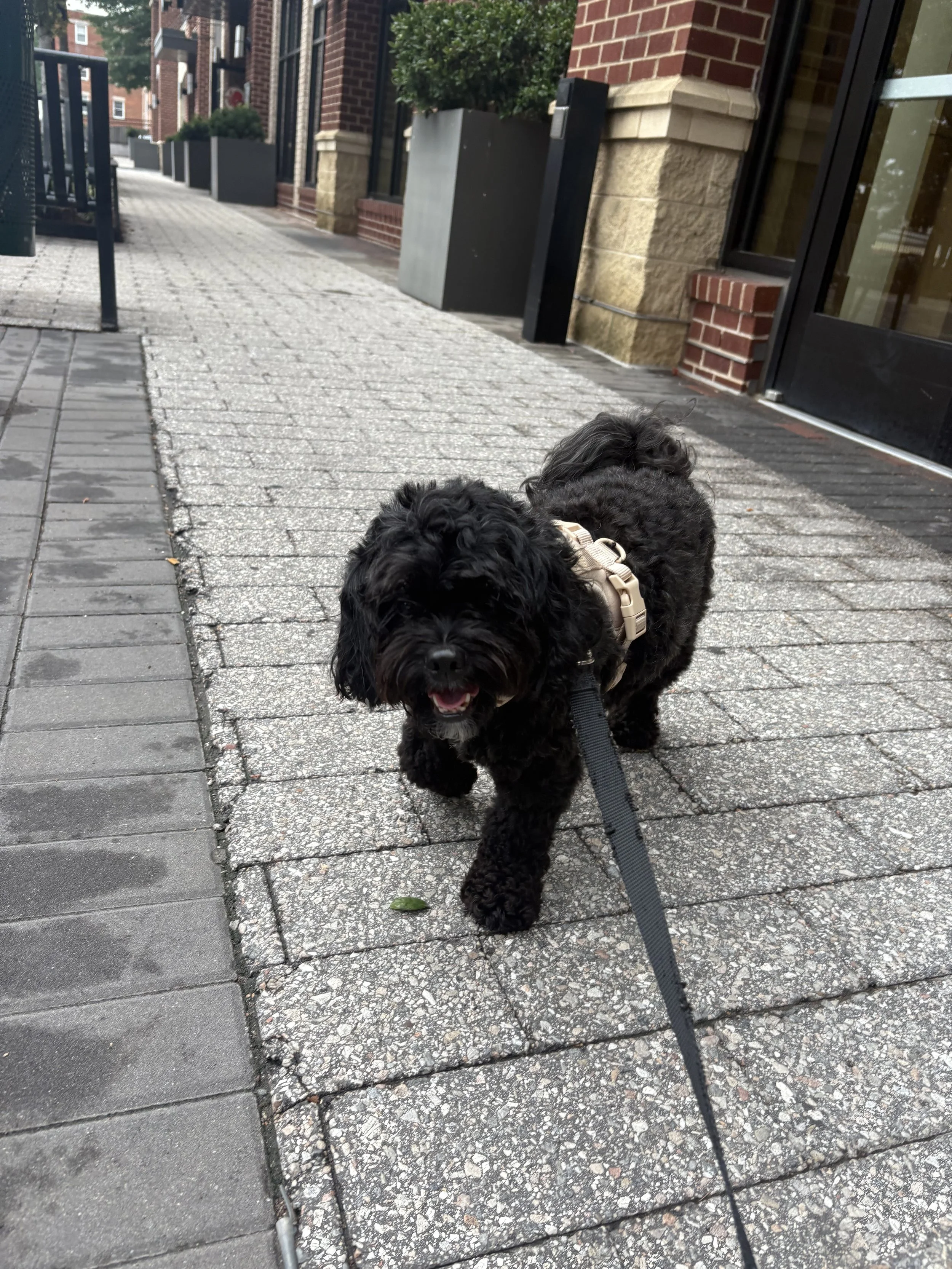 A black dog walking on a city sidewalk with brick and stone buildings in the background, smiling with its tongue out, attached to a leash.