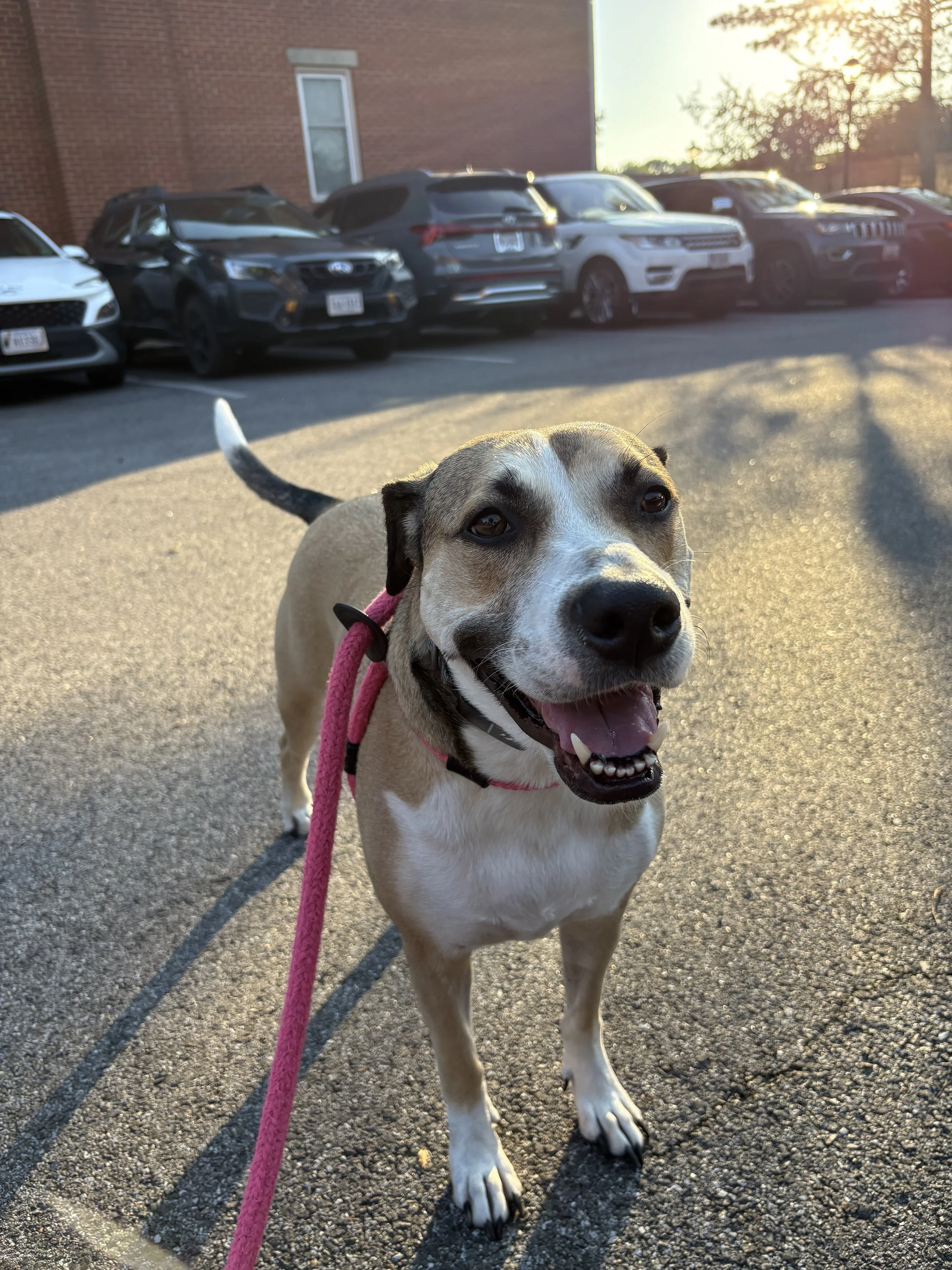 A happy dog with a pink harness and leash stands on a parking lot, with several cars and a brick building in the background, during sunset.