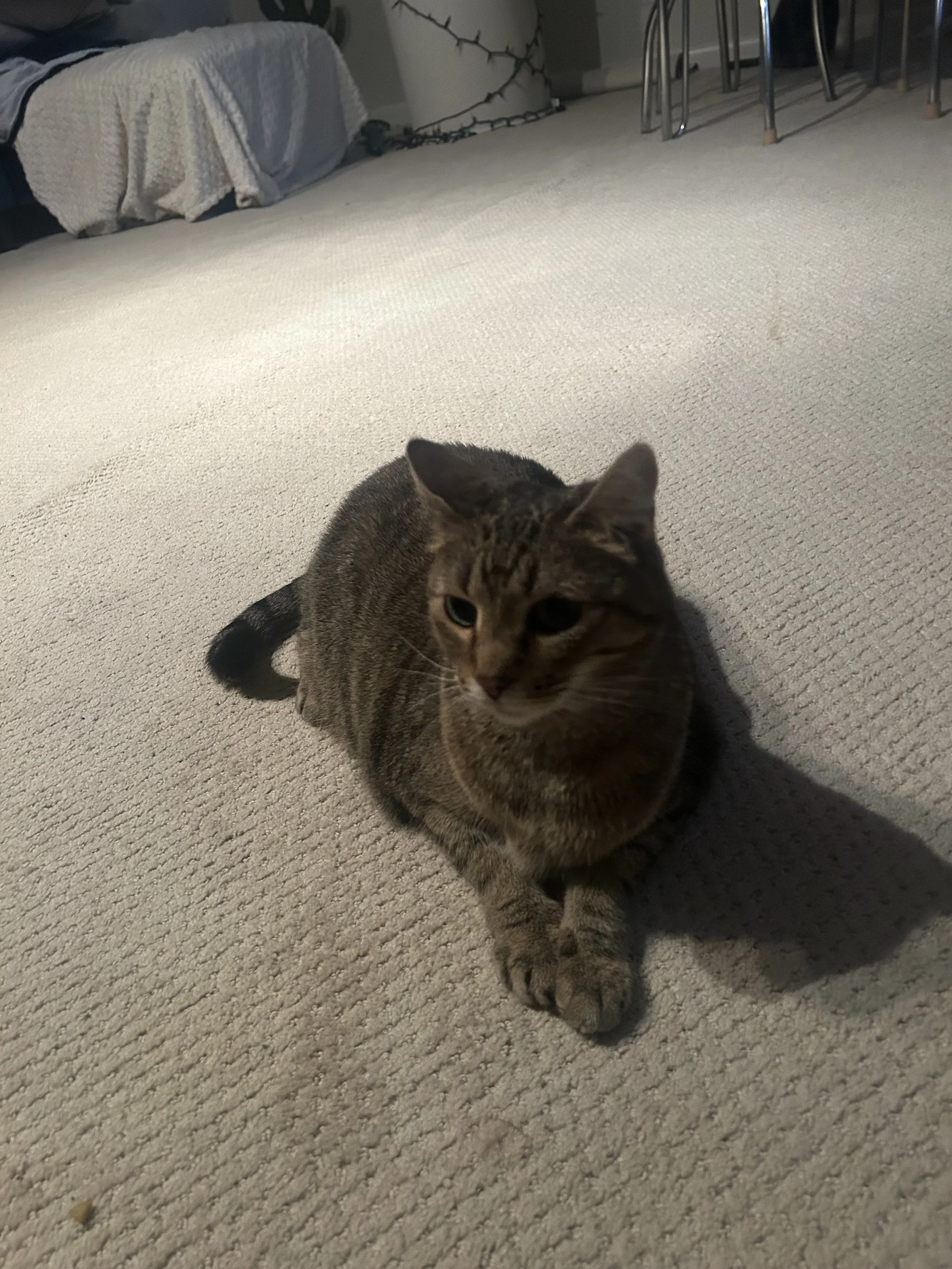 A brown tabby cat lying on a beige carpeted floor in a living room, with furniture and chairs in the background.