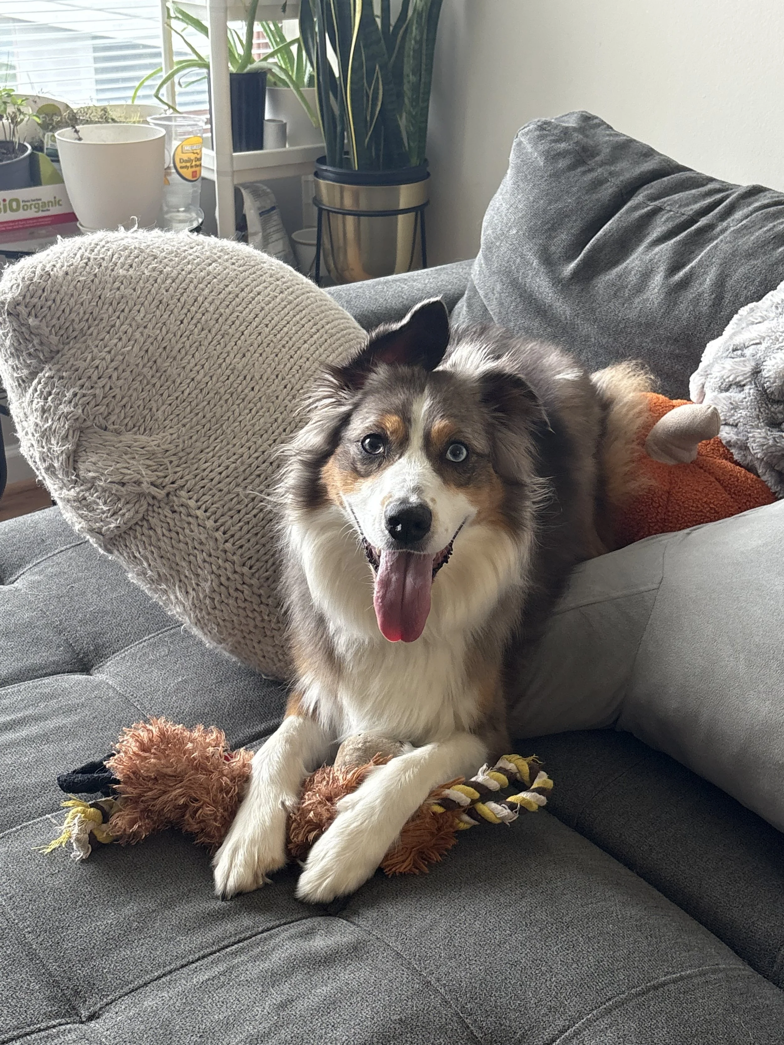 An Australian Shepherd dog with blue eyes, sitting on a gray couch, panting with its tongue out, next to a colorful rope toy, in a living room with plants and sunlight.