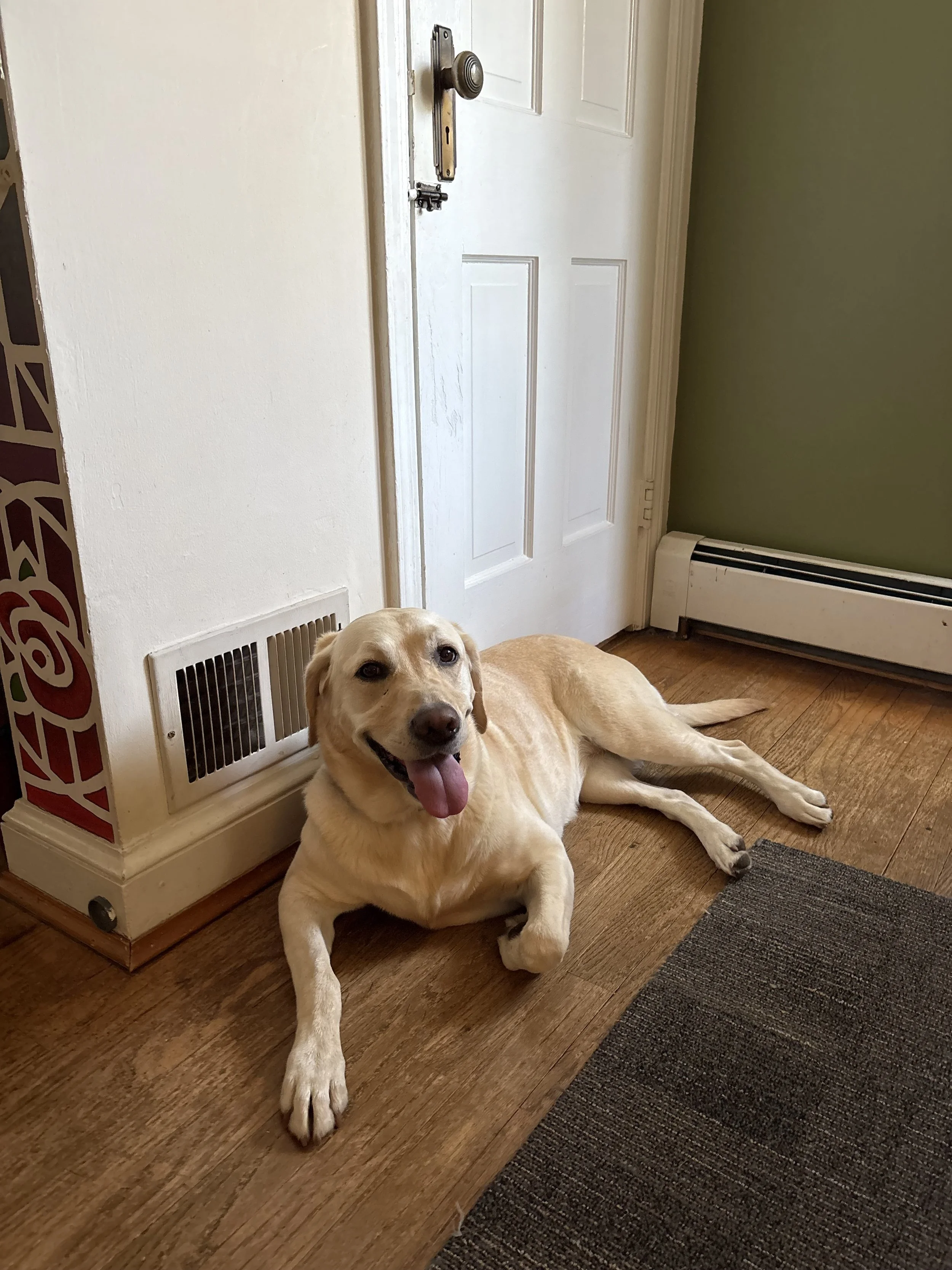 A happy yellow Labrador retriever lying on a wooden floor near a white door and a baseboard heater.