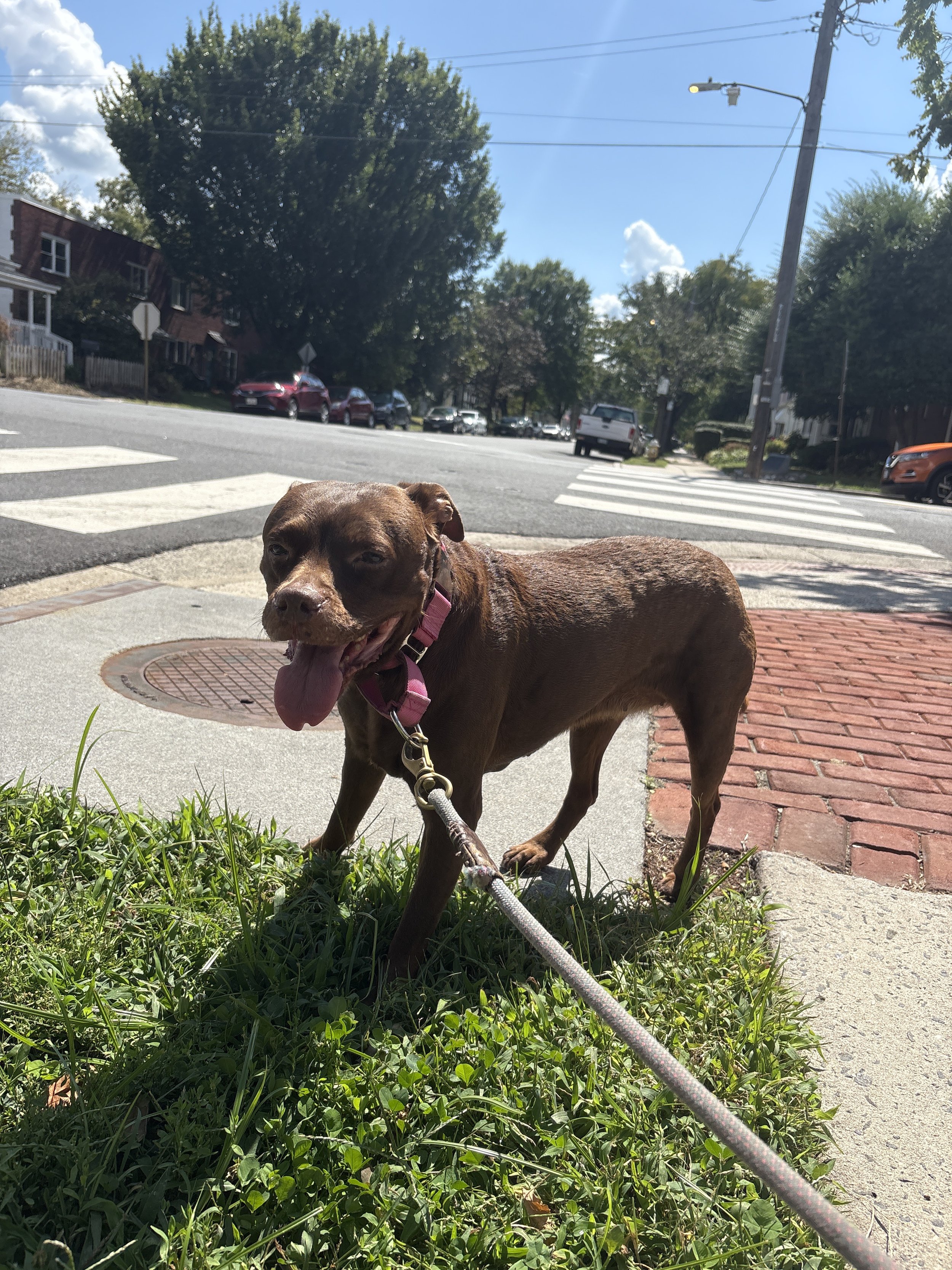 A brown dog on a leash standing in grass on a sidewalk, with a street and cars in the background on a sunny day.