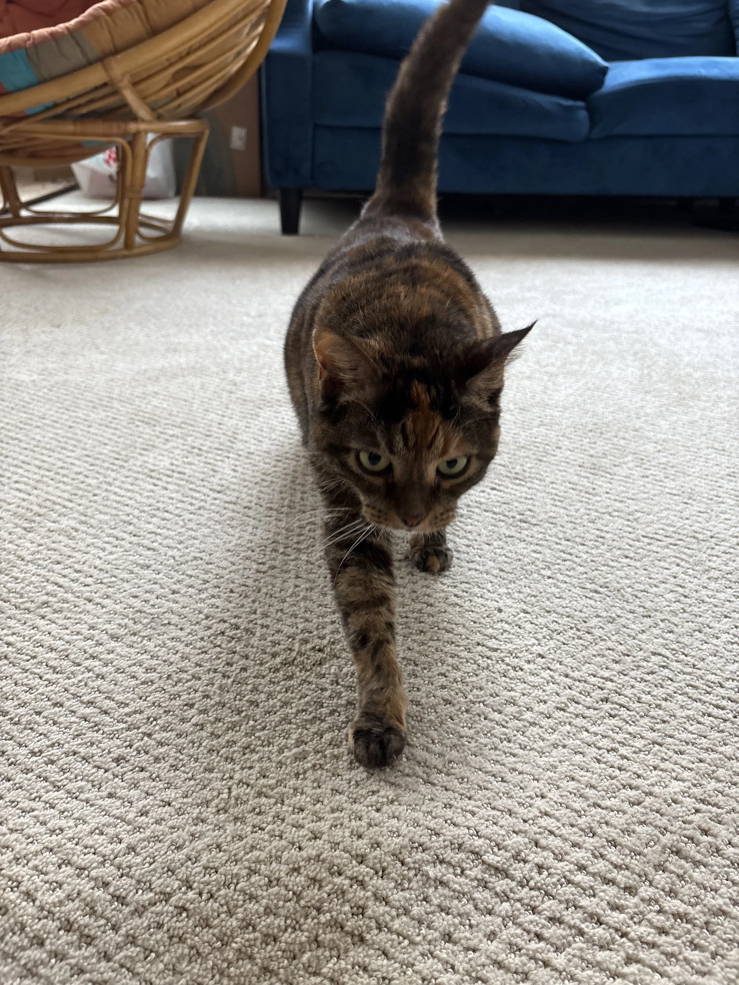 A tortoiseshell cat walking on a beige carpet in a living room, with a blue sofa and a wicker chair in the background.