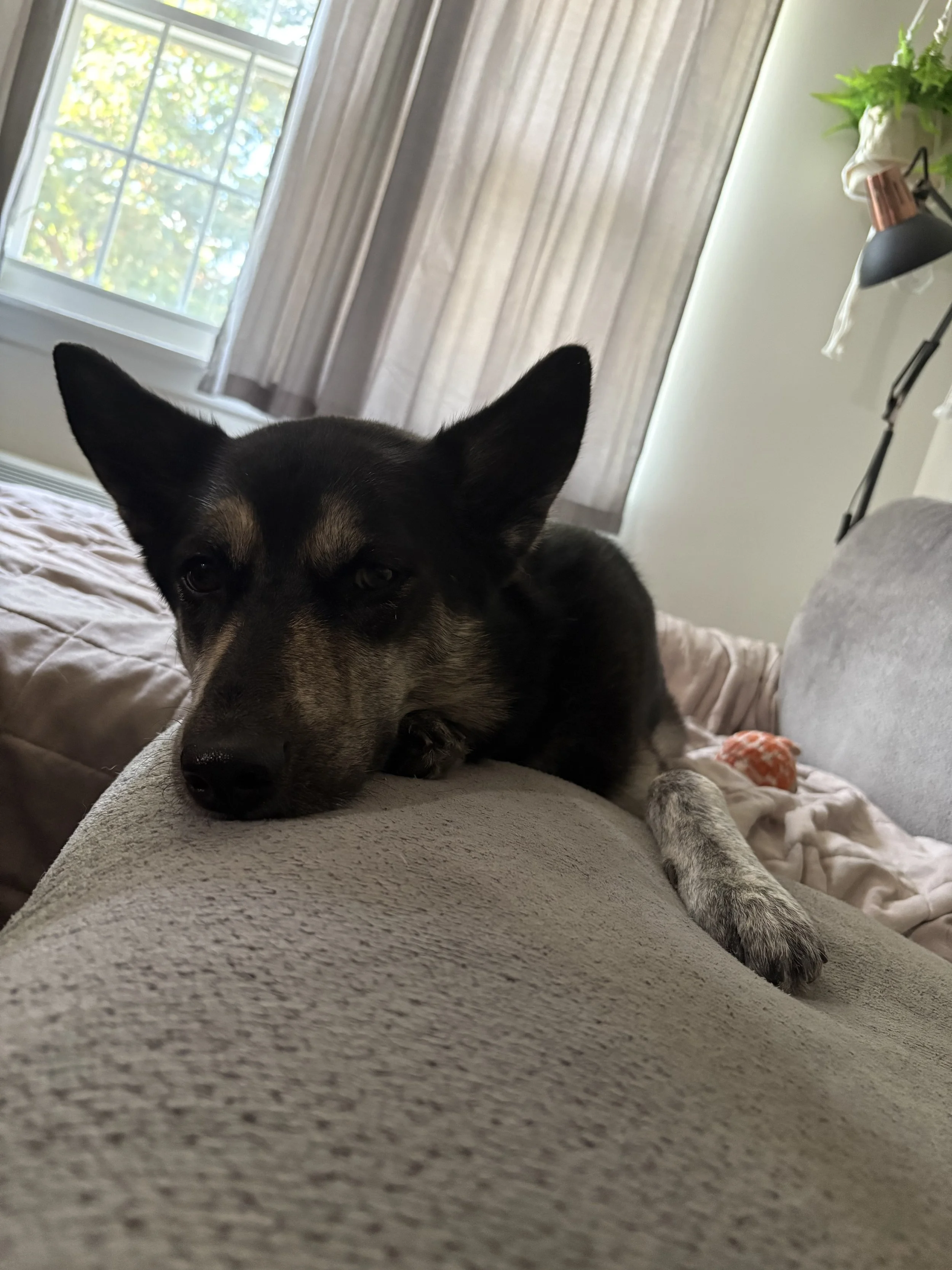 A black and tan dog resting on a beige couch with its head on the armrest, inside a room with a window and curtains, and a wall-mounted lamp with a plant on a shelf.