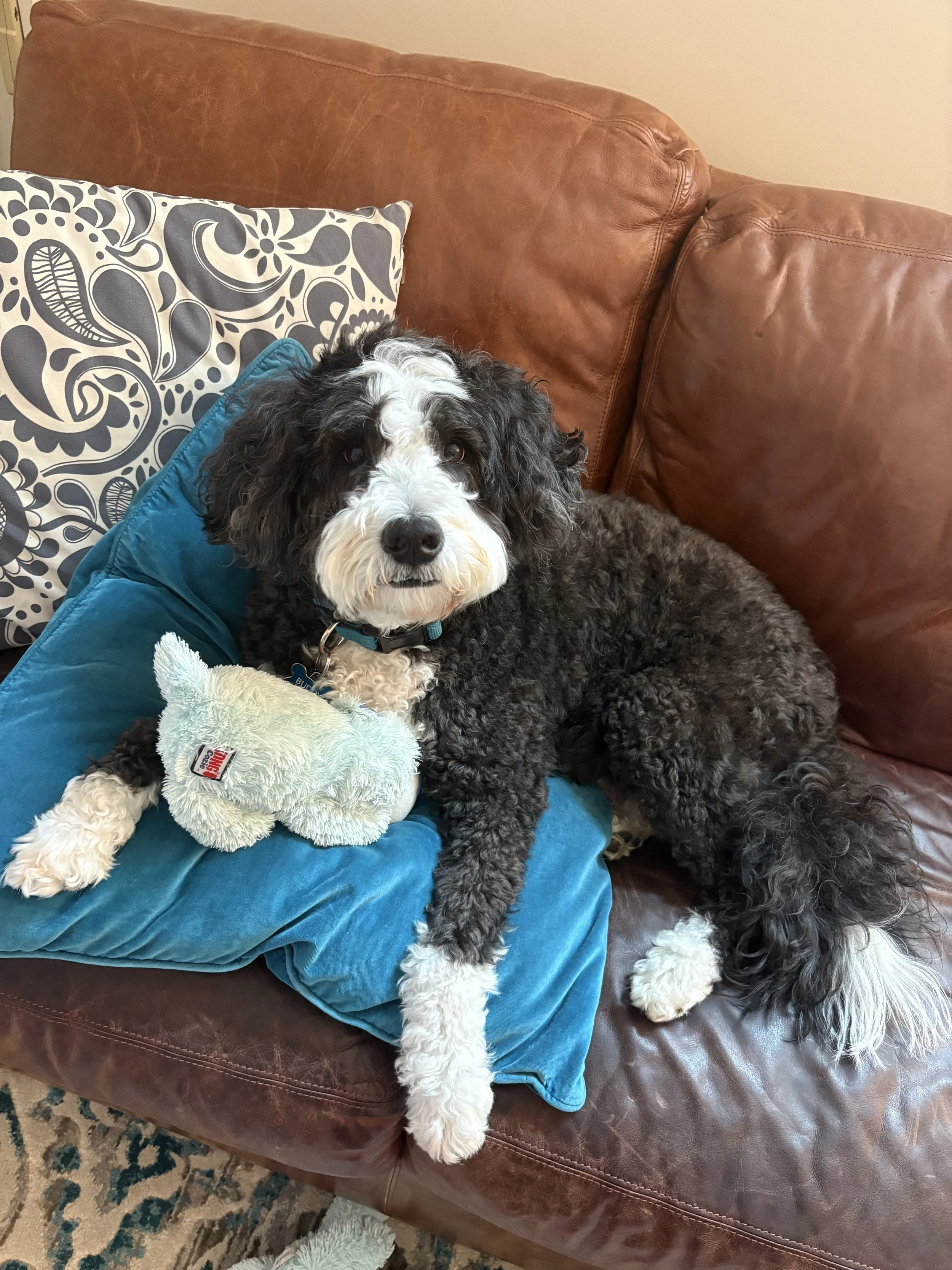 A black and white curly-haired dog lying on a blue blanket on a brown leather couch, holding a plush toy in its paw, with a decorative black and white pillow behind it.
