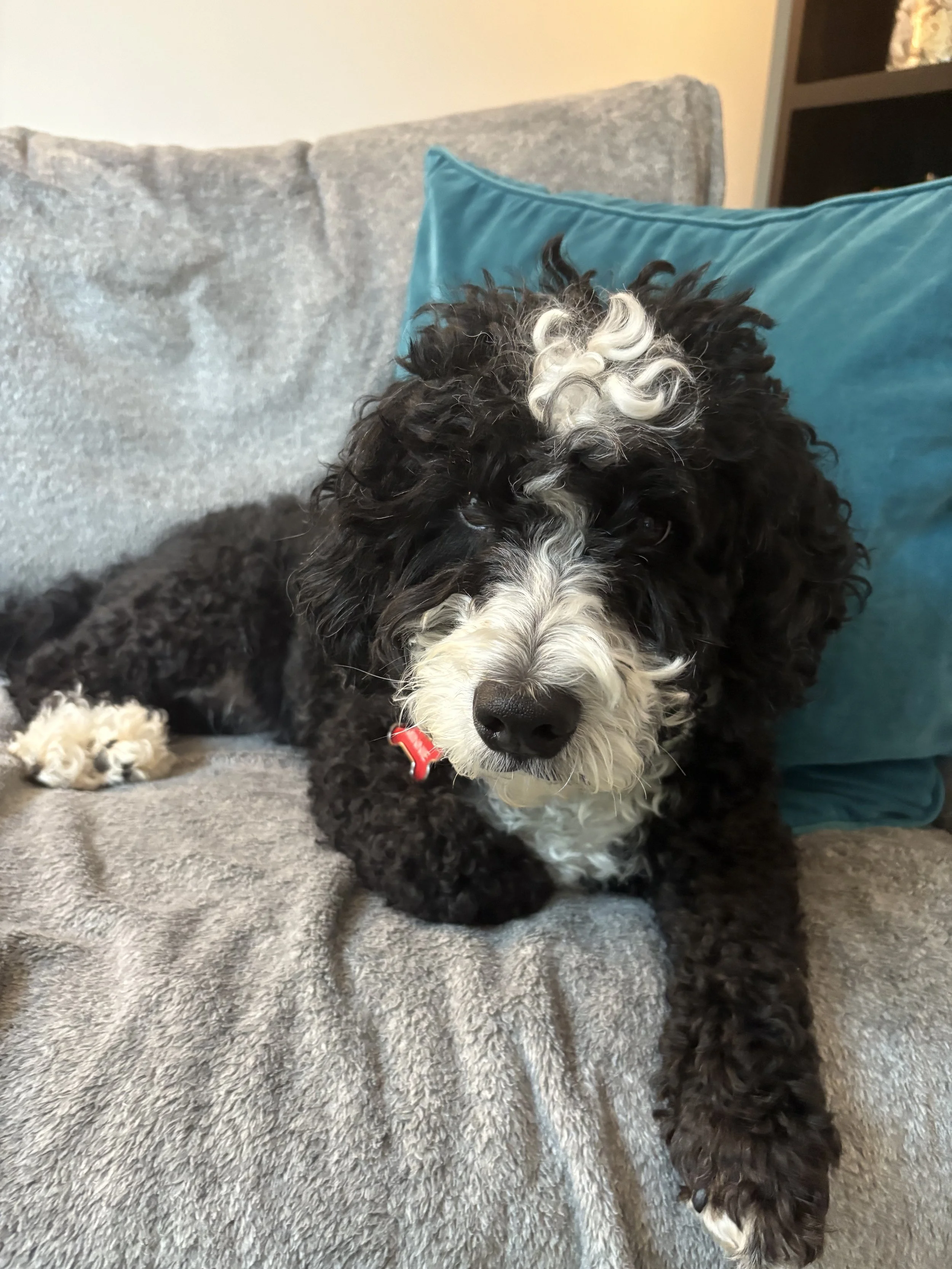A black and white curly-haired dog lying on a gray couch with a teal pillow behind it.