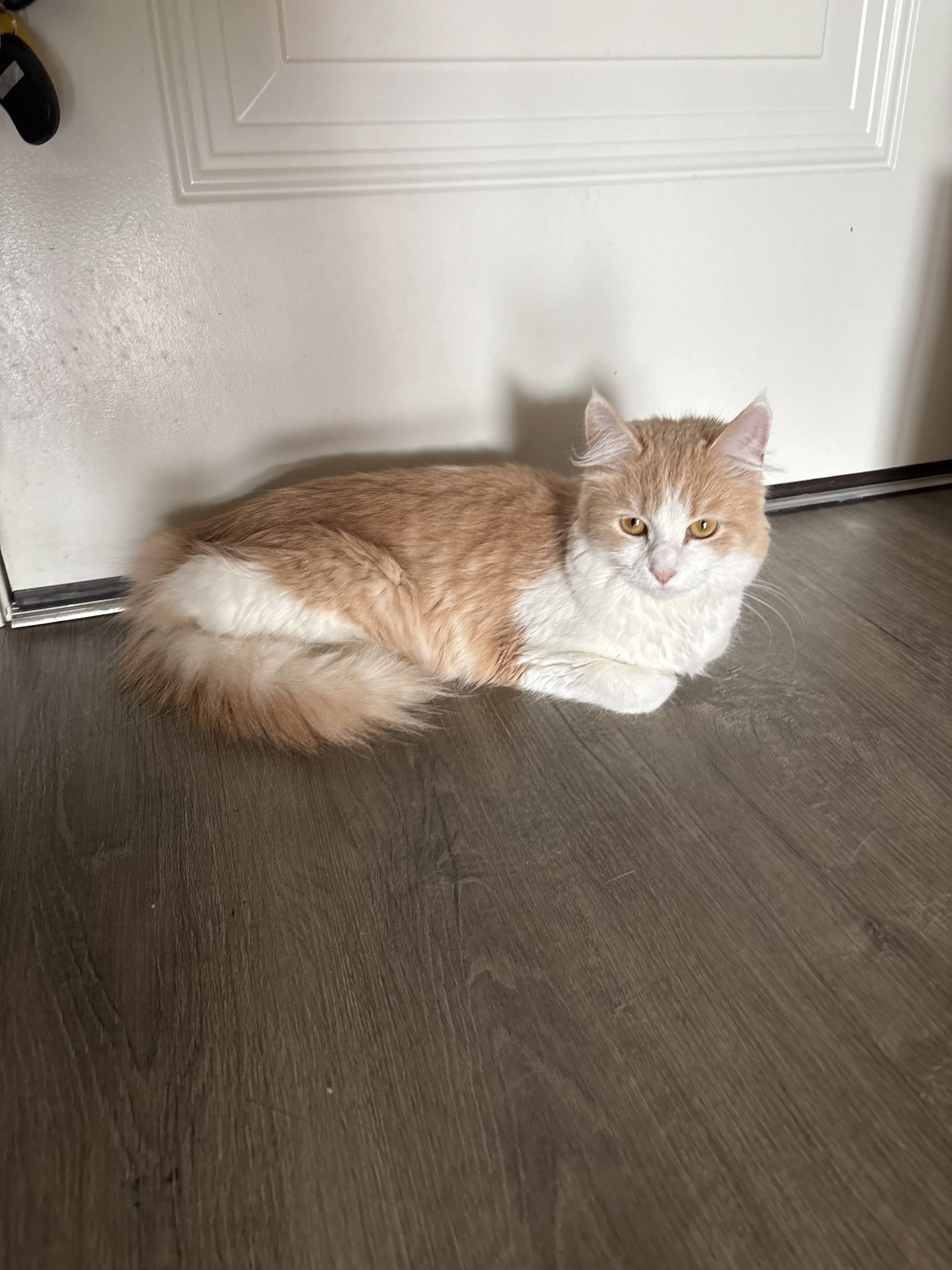 A fluffy orange and white cat lying on a wooden floor near a white door.