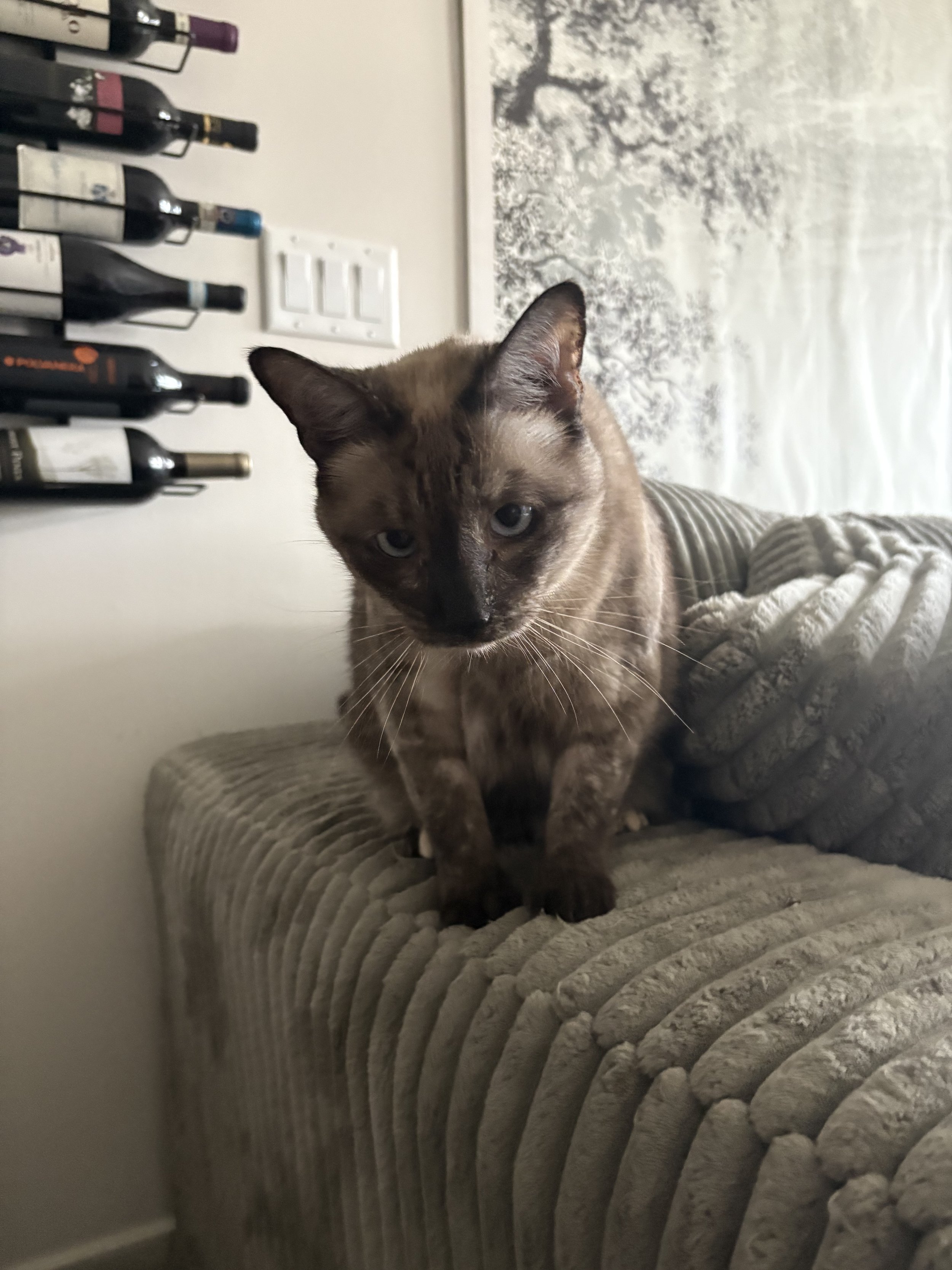 A cat with blue eyes and a dark face mask, sitting on a beige textured sofa in a room with a wall-mounted wine rack and a decorative wall with a tree branch pattern.