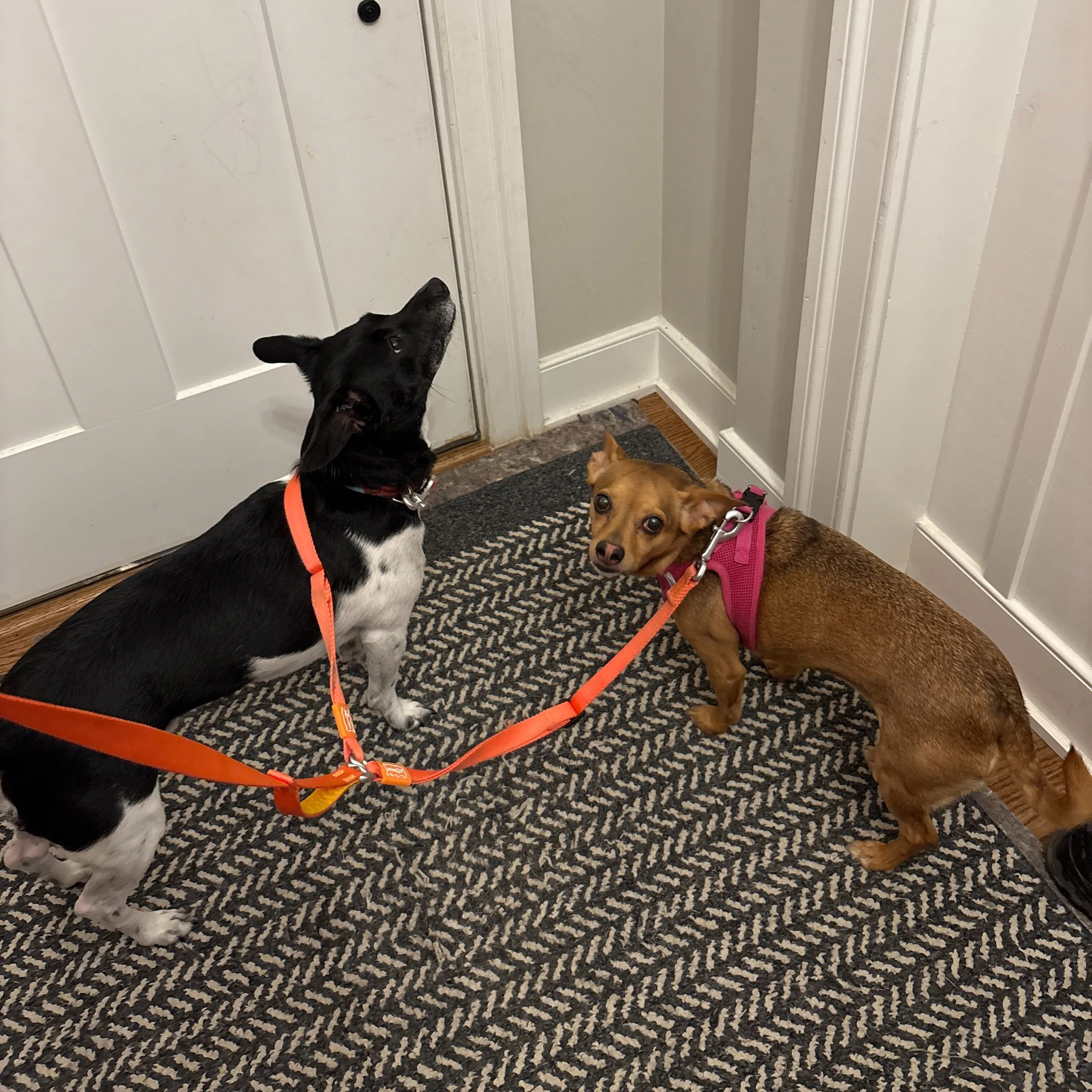 Two small dogs with harnesses on, sitting on a carpet near a door, looking back.