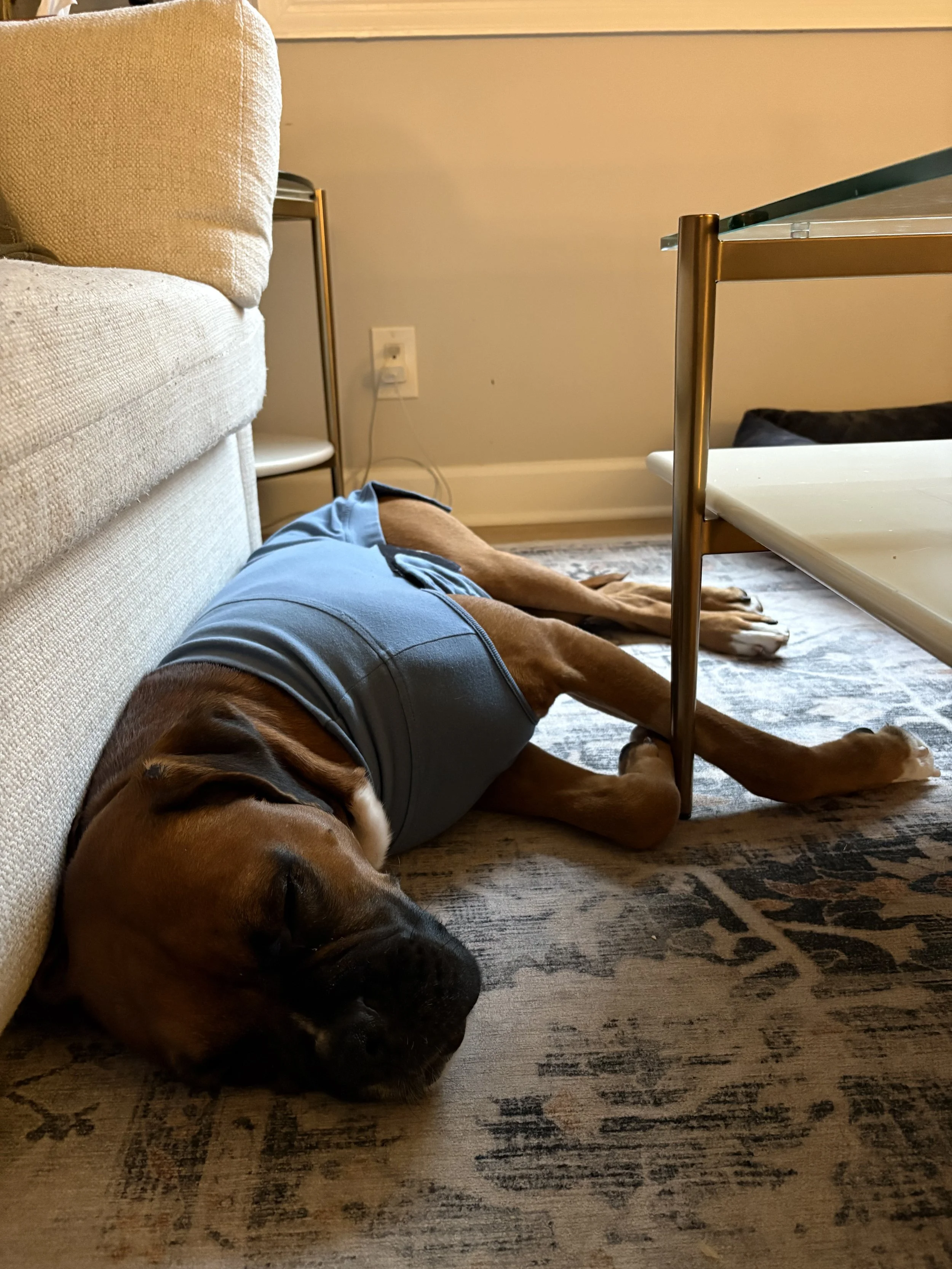 A large dog lying on its side on a patterned rug in a living room, sleeping next to a beige sofa and under a glass coffee table, wearing a gray shirt.