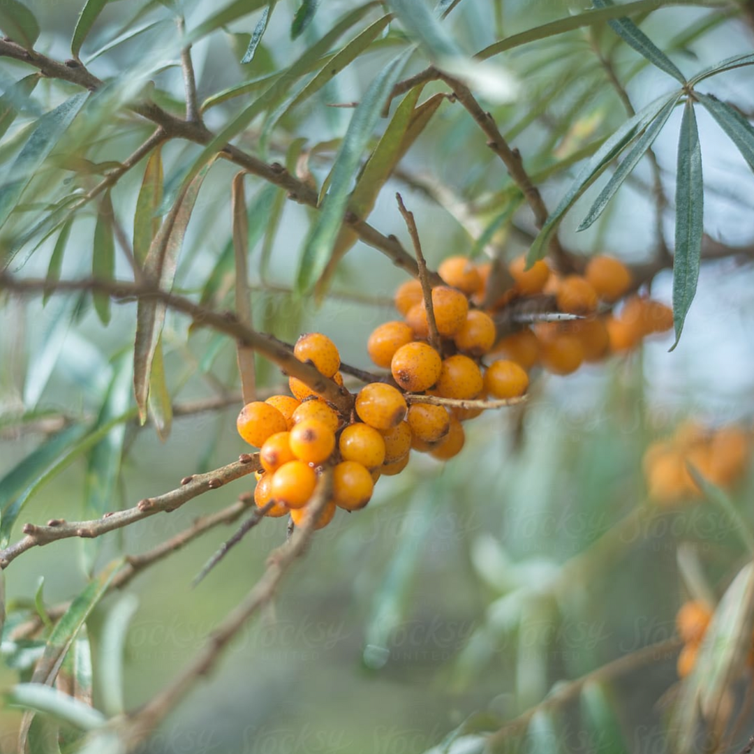 The Beauty Barn Pure Mana Hawaii  (36).png