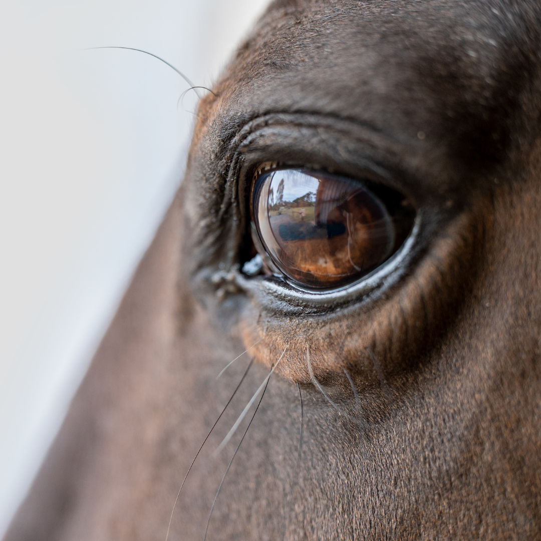 The Beauty Barn Pure Mana Hawaii  (46).png