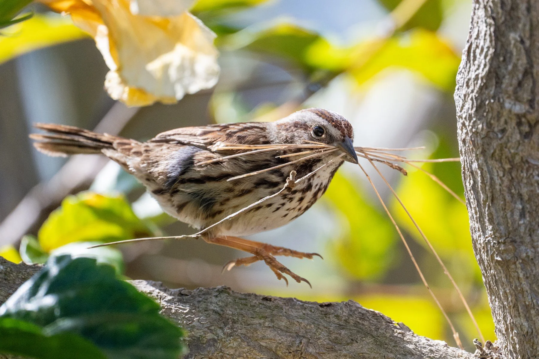 California Bird Atlas Town Hall featuring Megan Jankowski