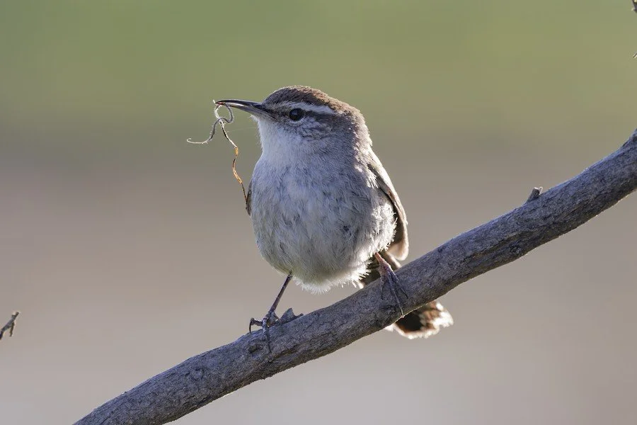 California Bird Atlas Town Hall (March)