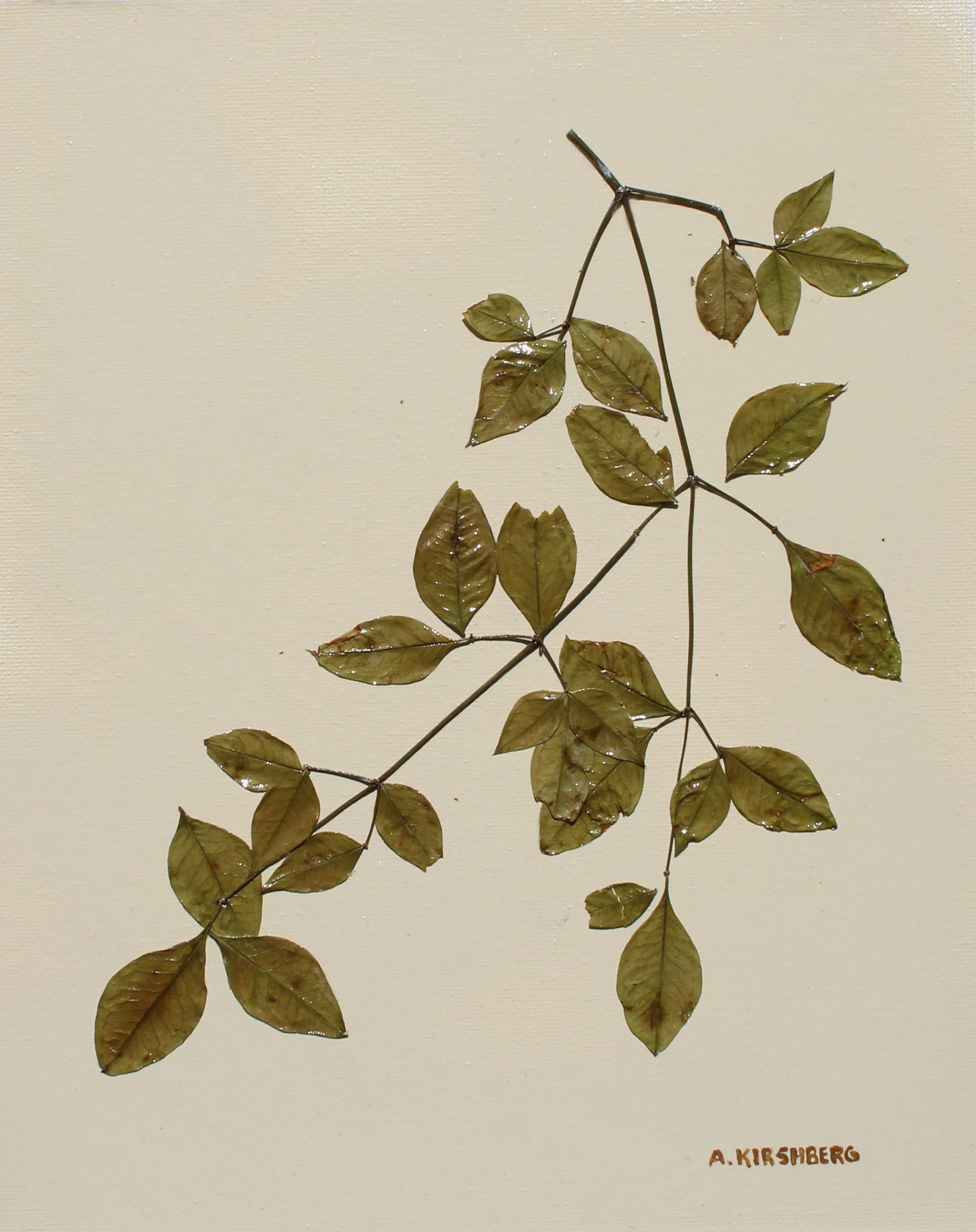 OLIVE NANDIA  LEAF 6217 - 6-27-25.JPG