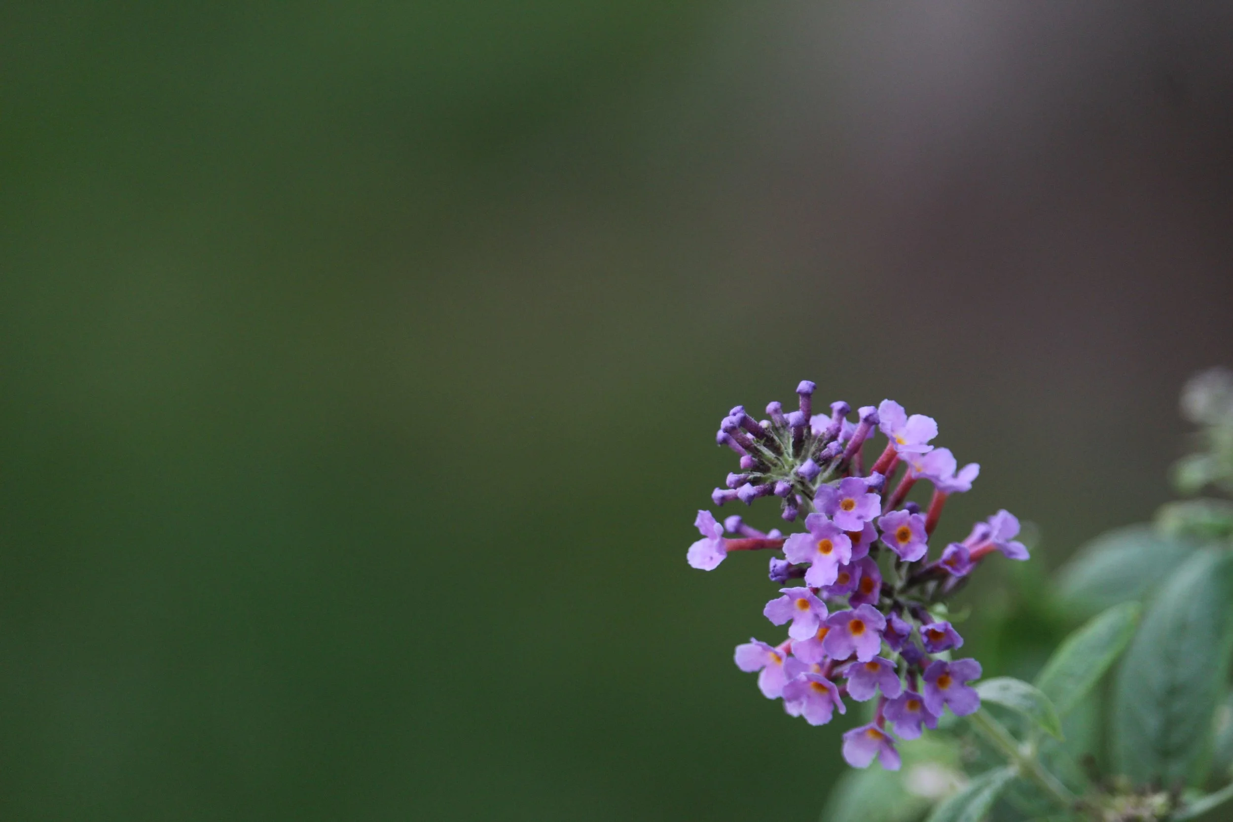 IMG_0206.jpeg