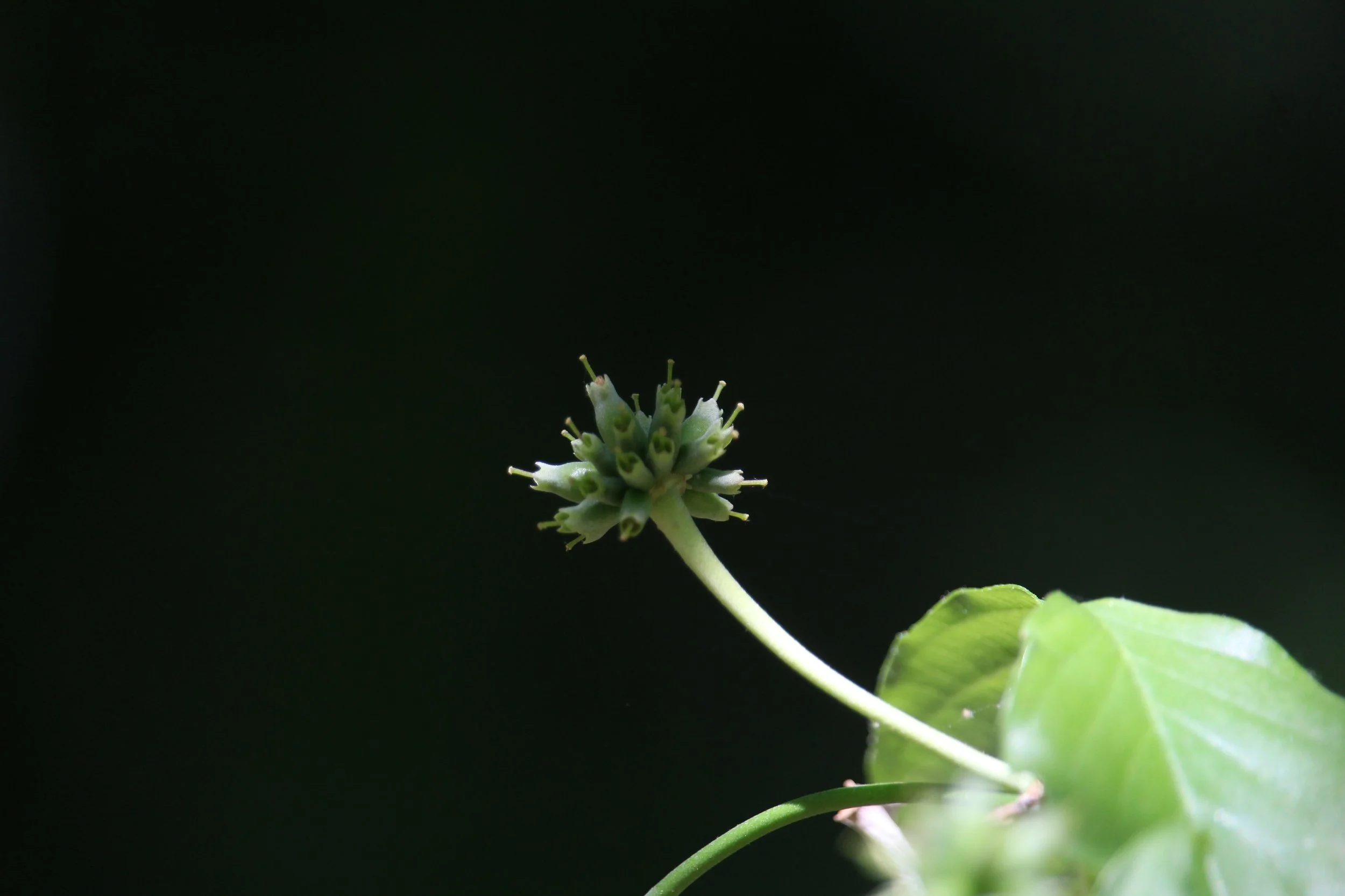 IMG_9695.jpeg