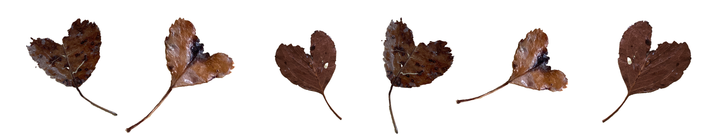 Six small, brown, withered leaves on thin stems, arranged in a horizontal line.