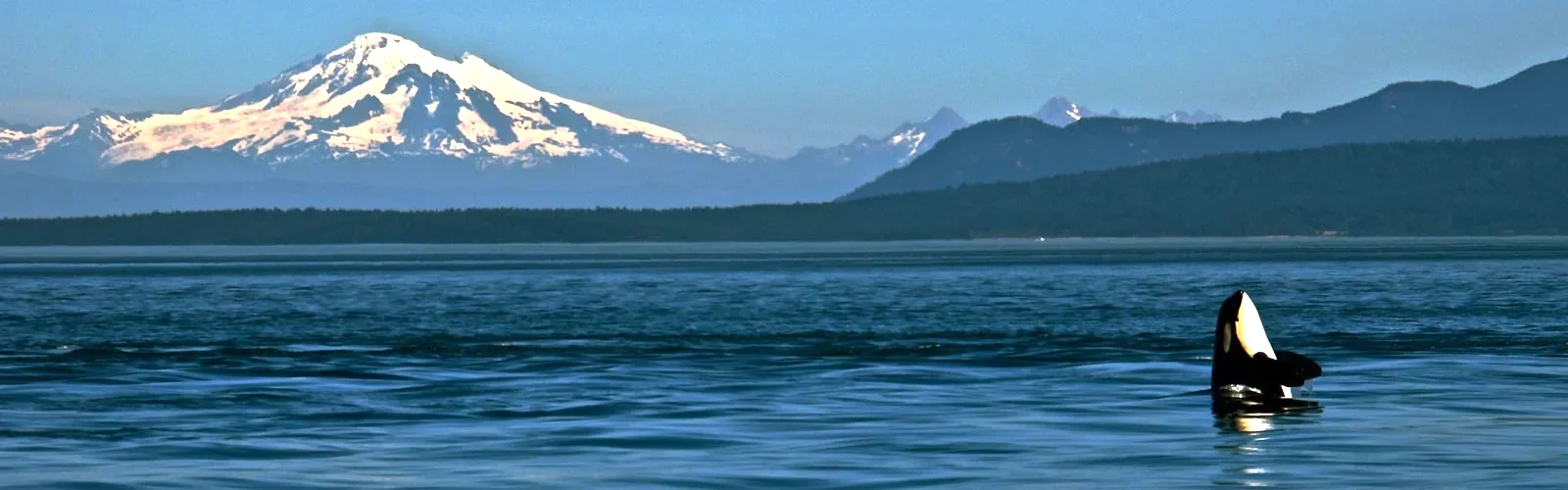 Recovery in Community Pilot Project Launches!