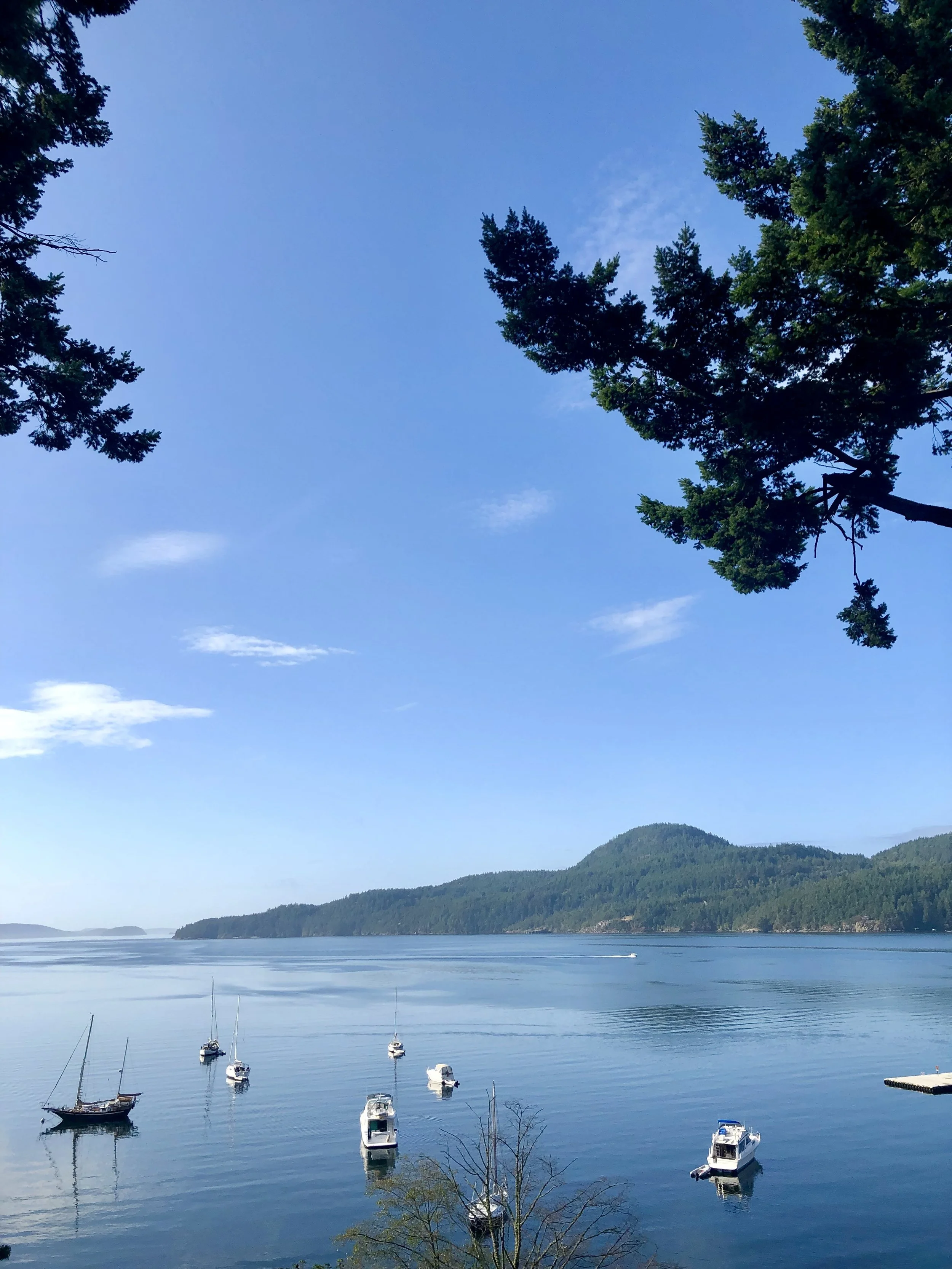 Landscape of seven boats in a clam bay with rolling hills with conifers in the background and. a few confirmed branches above in the foreground set on a blue sky with a few wispy clouds