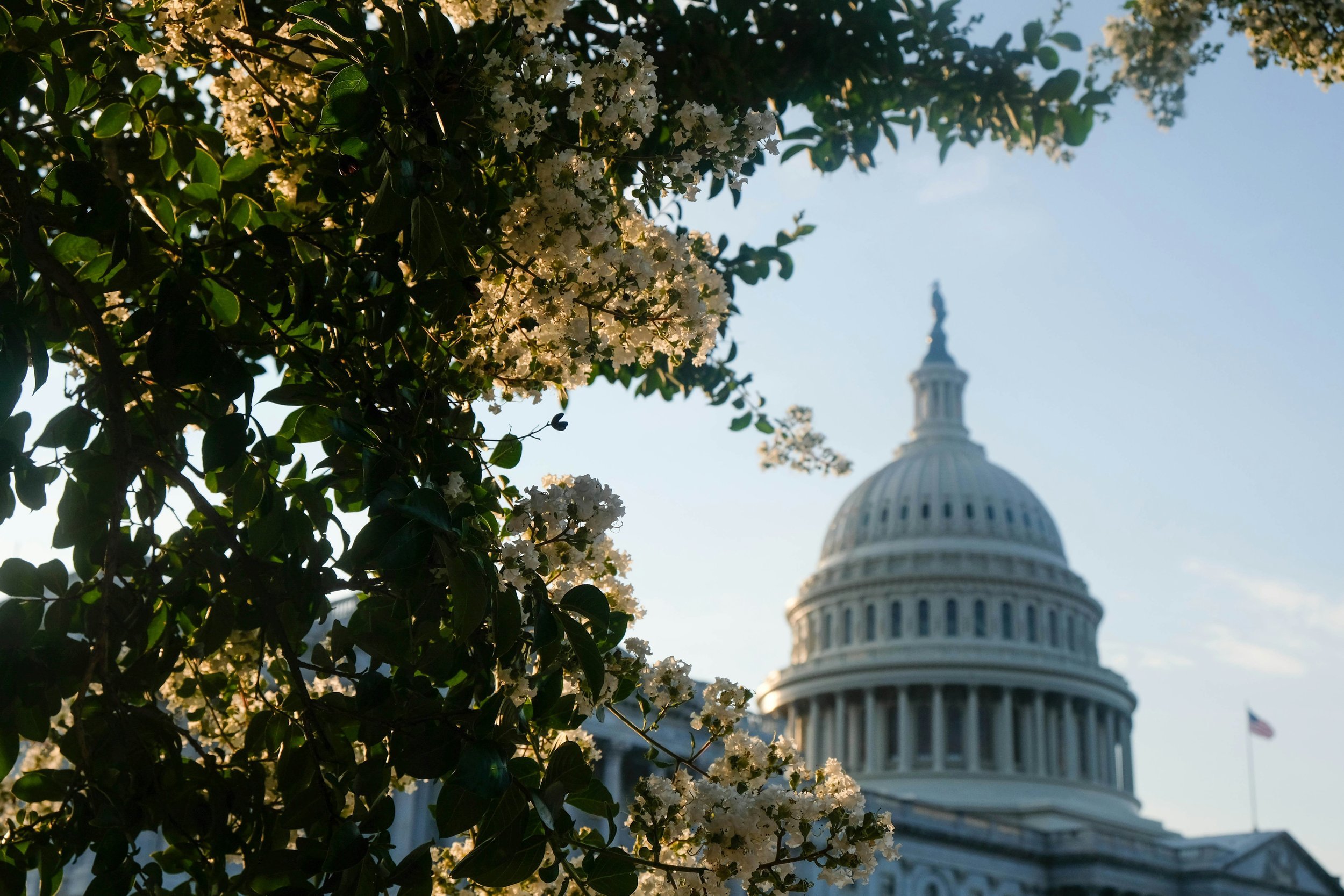 White flowering shrub with the US Capitol building in the background under a clear blue sky.