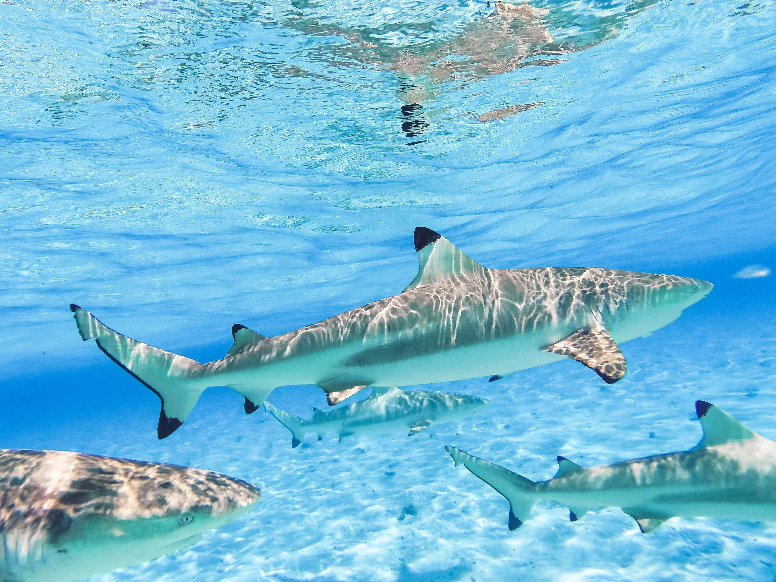 Why Is New Smyrna Beach Called the Shark Bite Capital of the World?