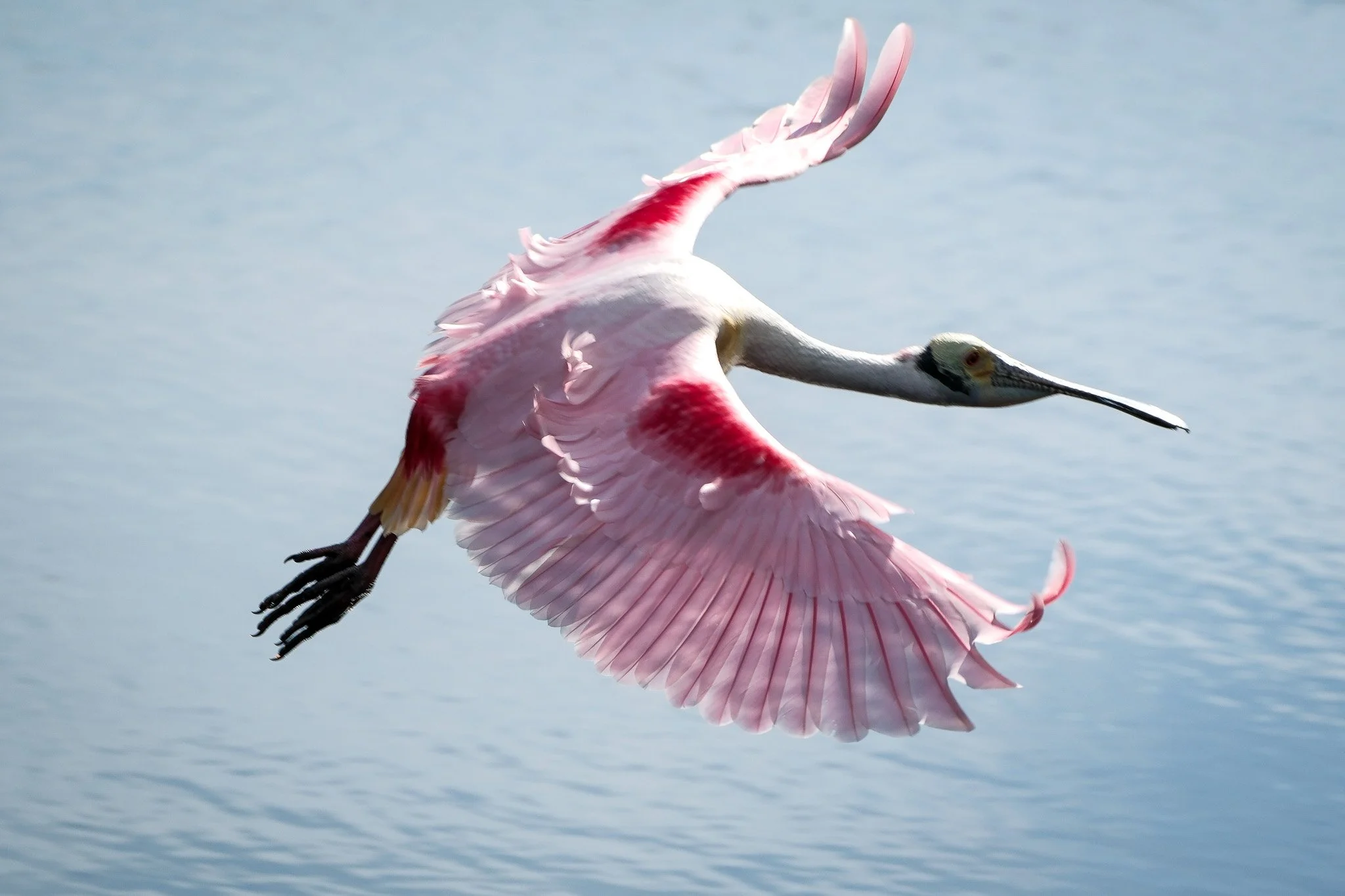 Roseate Spoonbill