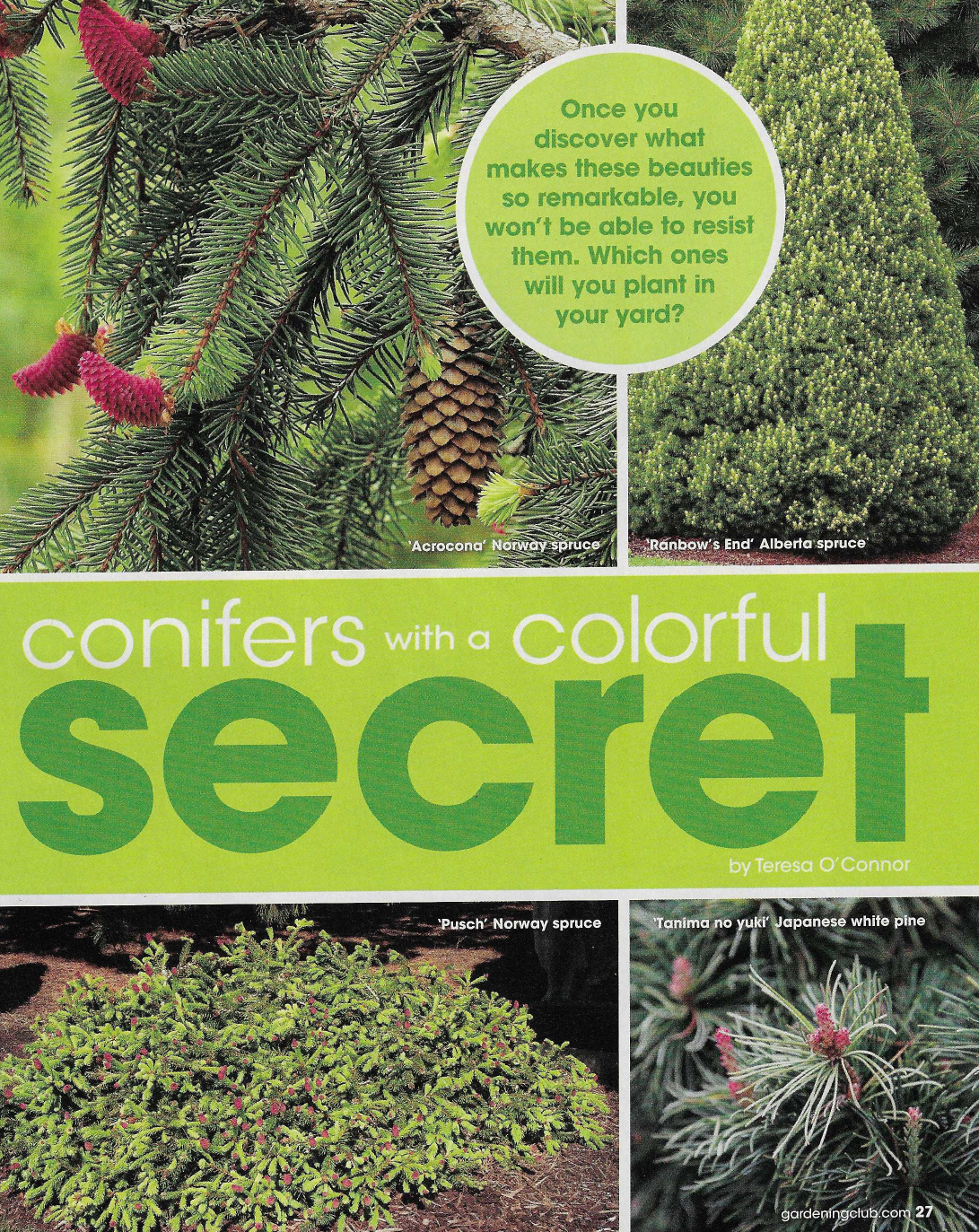 conifers-updated.png