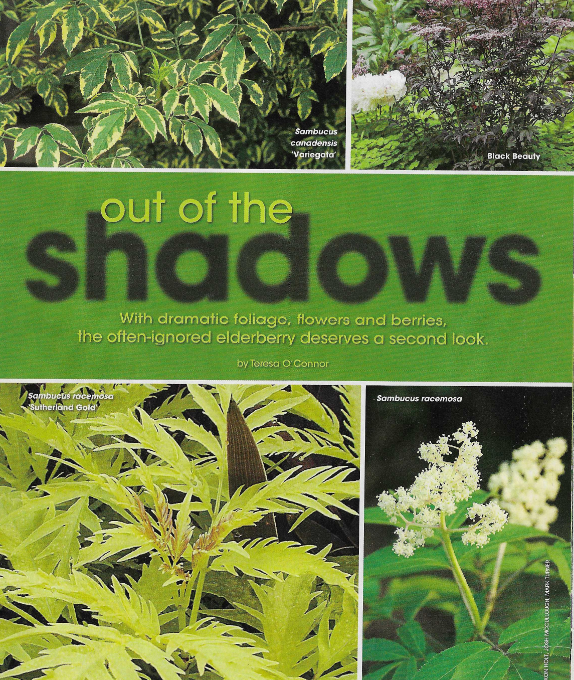 shadows_elderberries.png