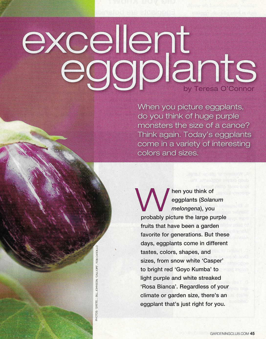 purple eggplants