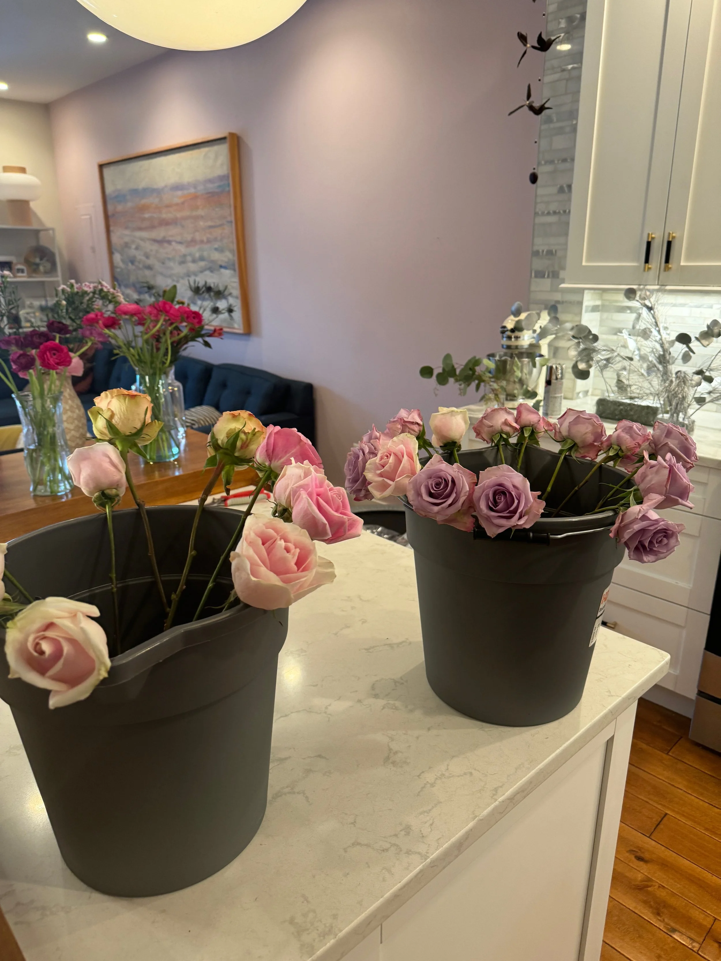 Two pots of pink roses on a white kitchen countertop with a living room and dining area in the background.