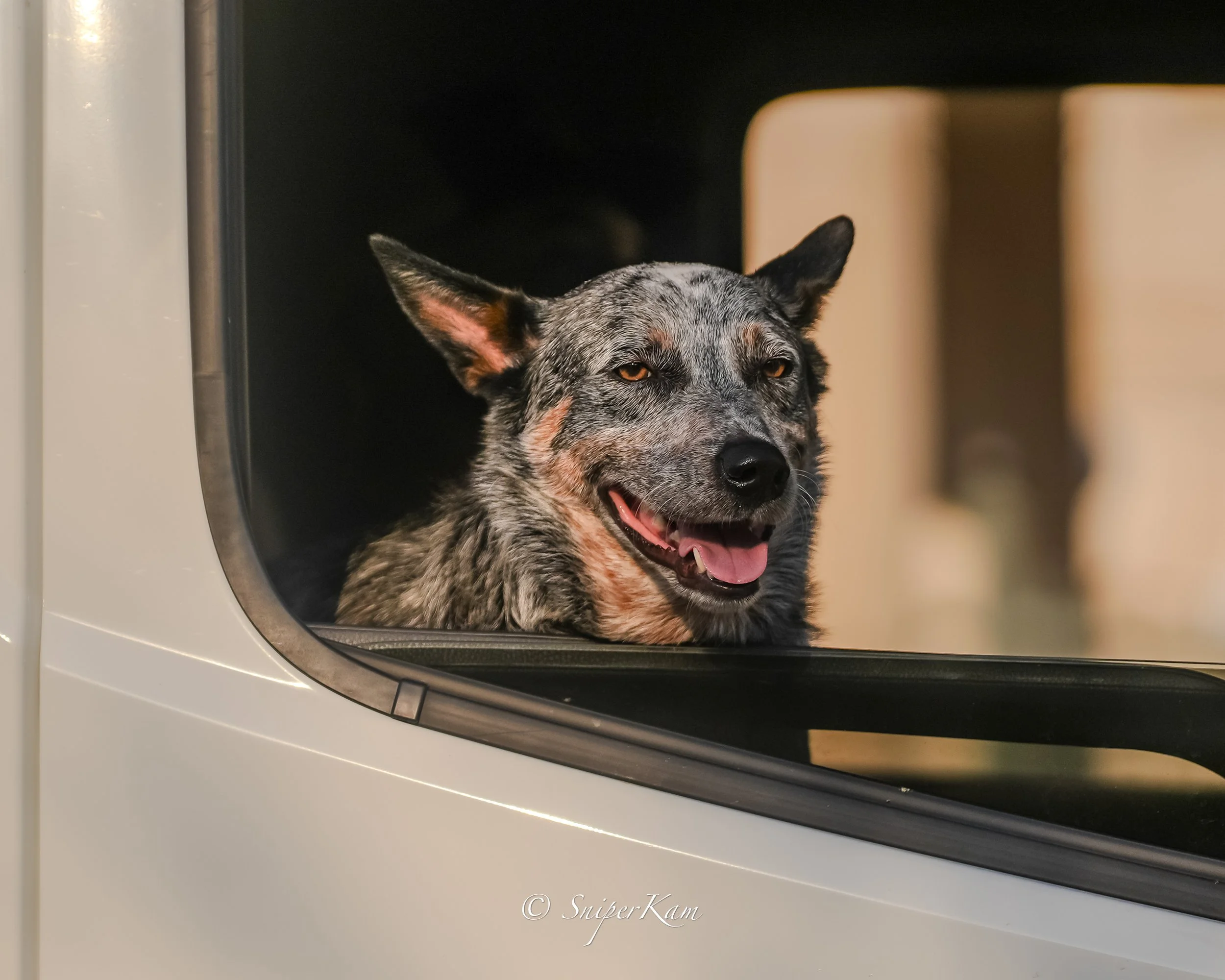A smiling Australian Cattle Dog looking out of a car window.