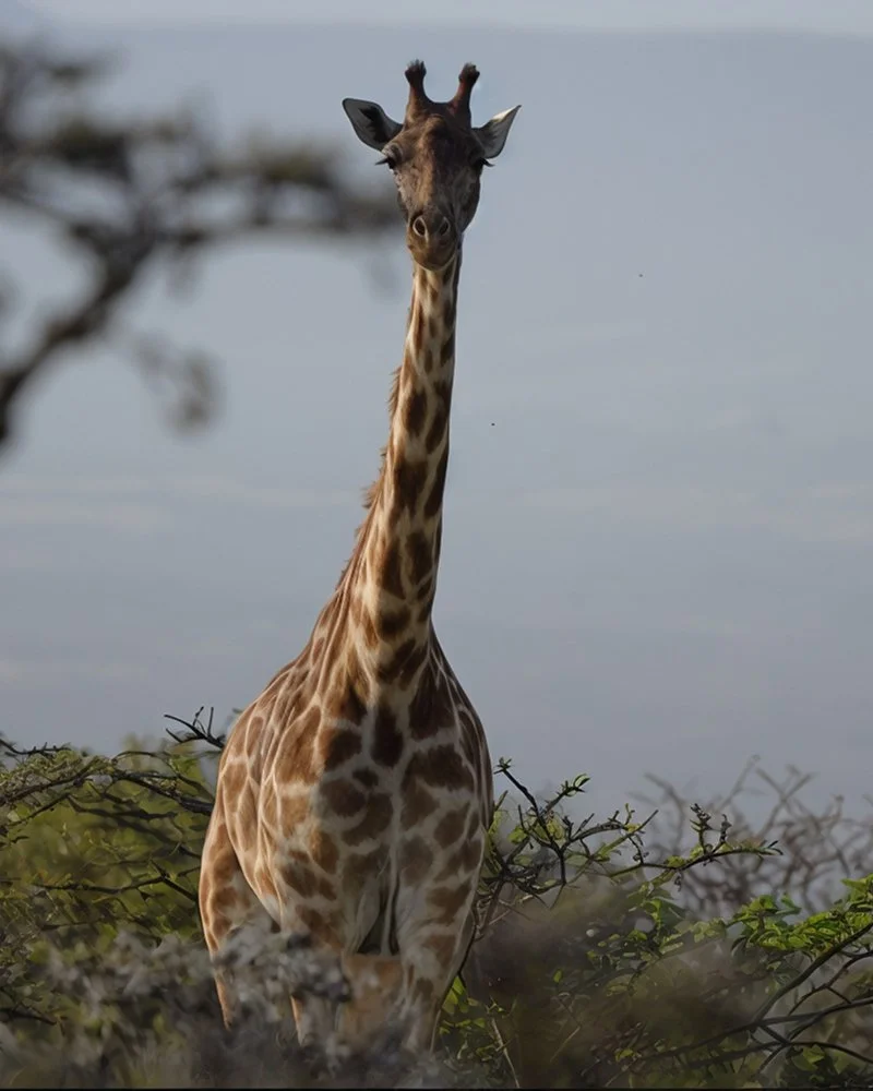 A giraffe standing among bushes with a light gray sky in the background.