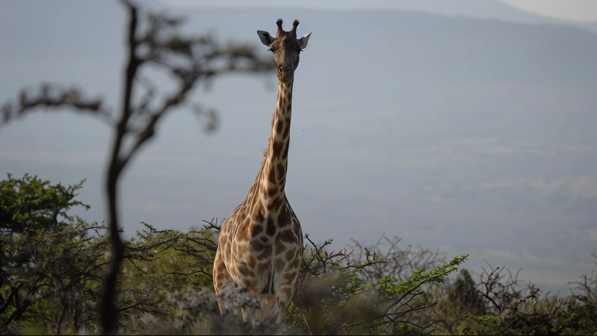 A giraffe standing among bushes with mountains and cloudy sky in the background.