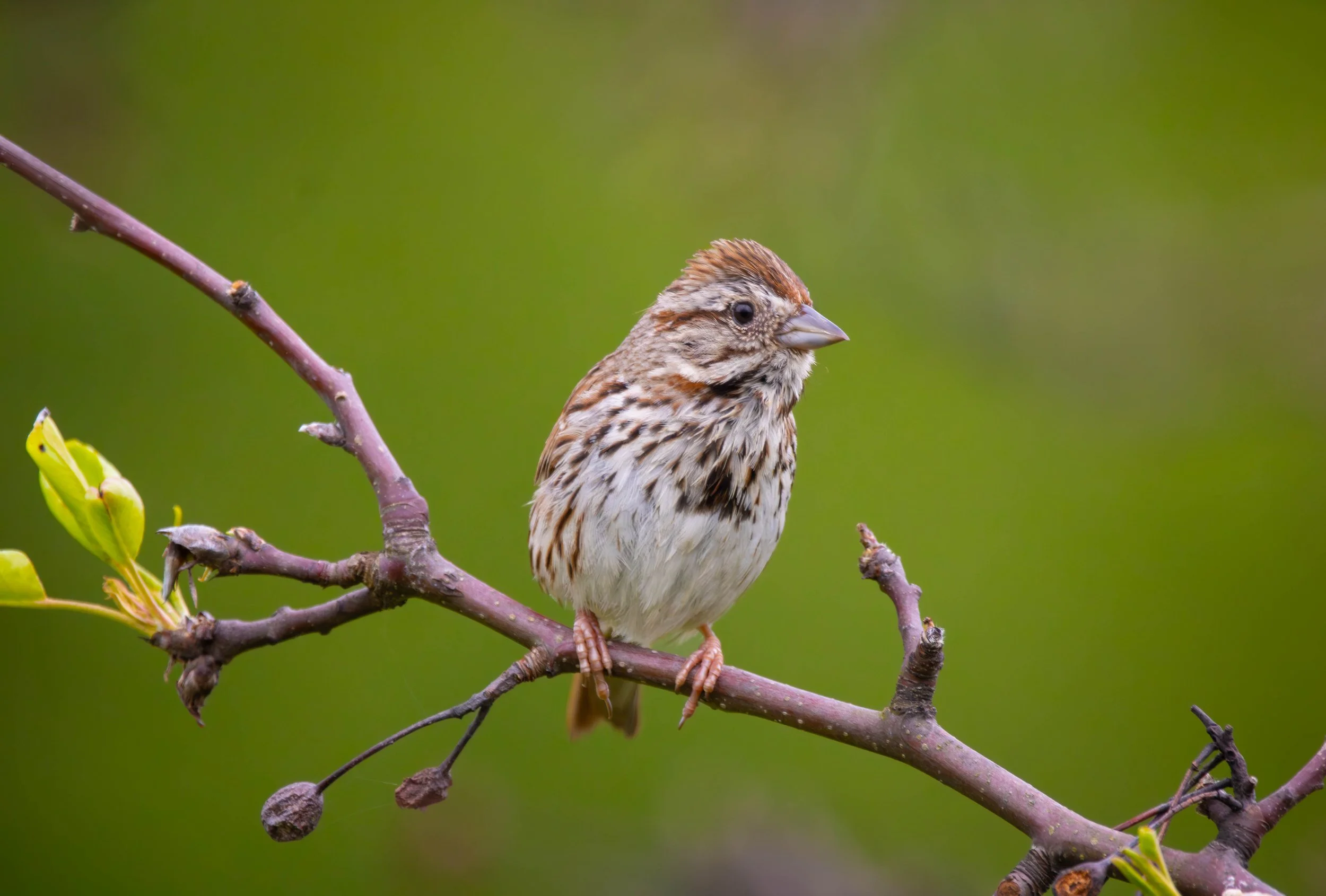 Song Sparrow