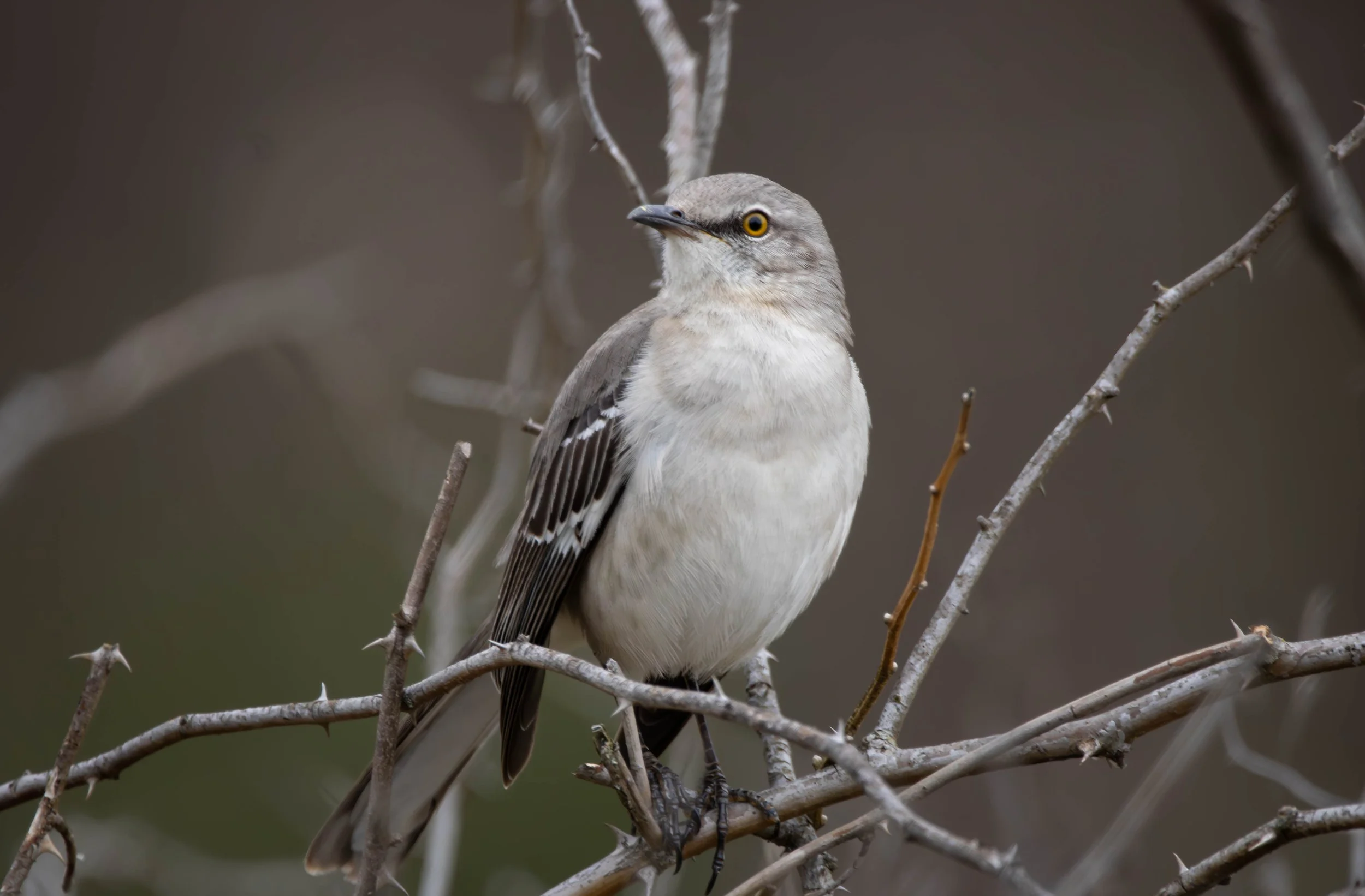 Northern Mockingbird