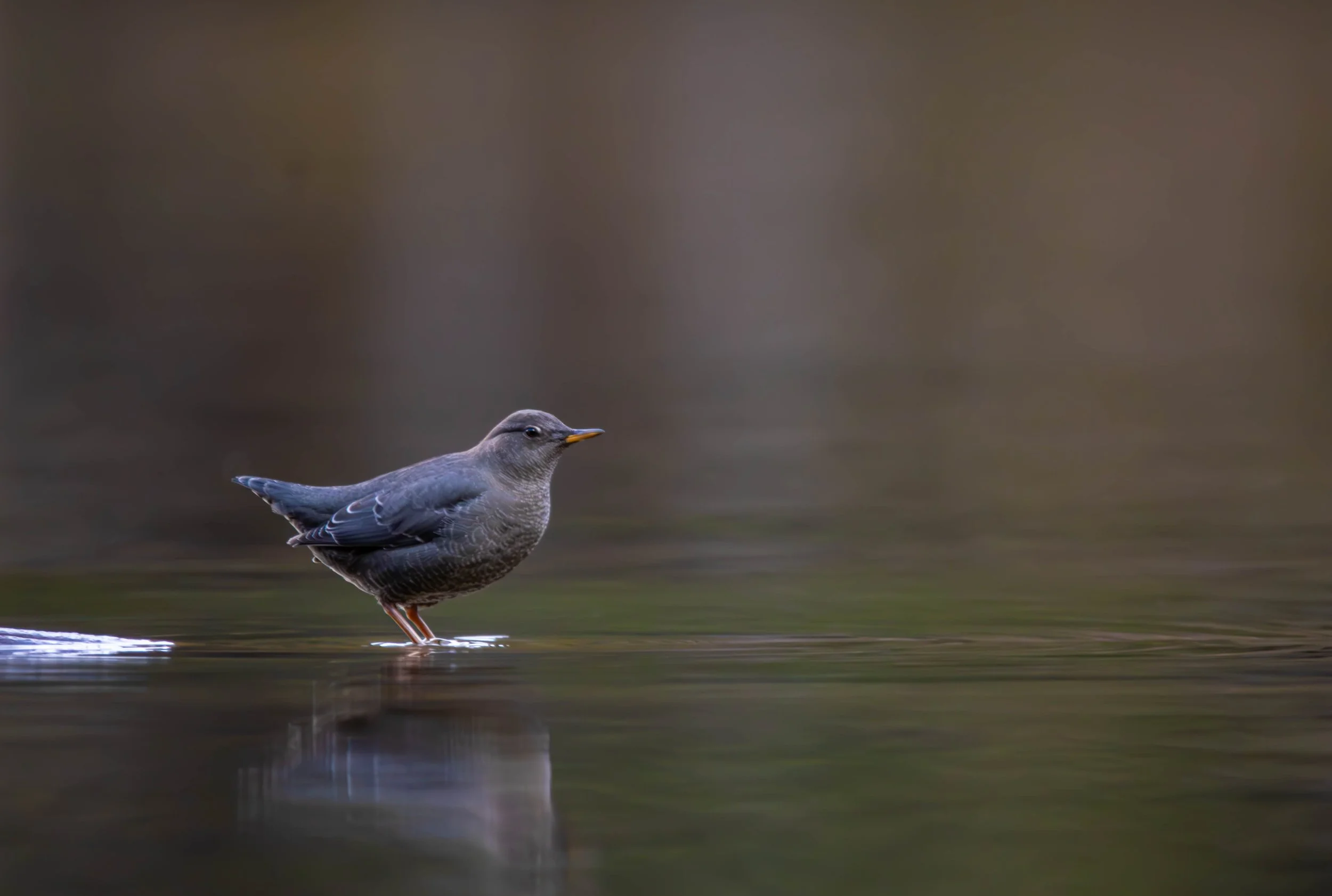 American Dipper