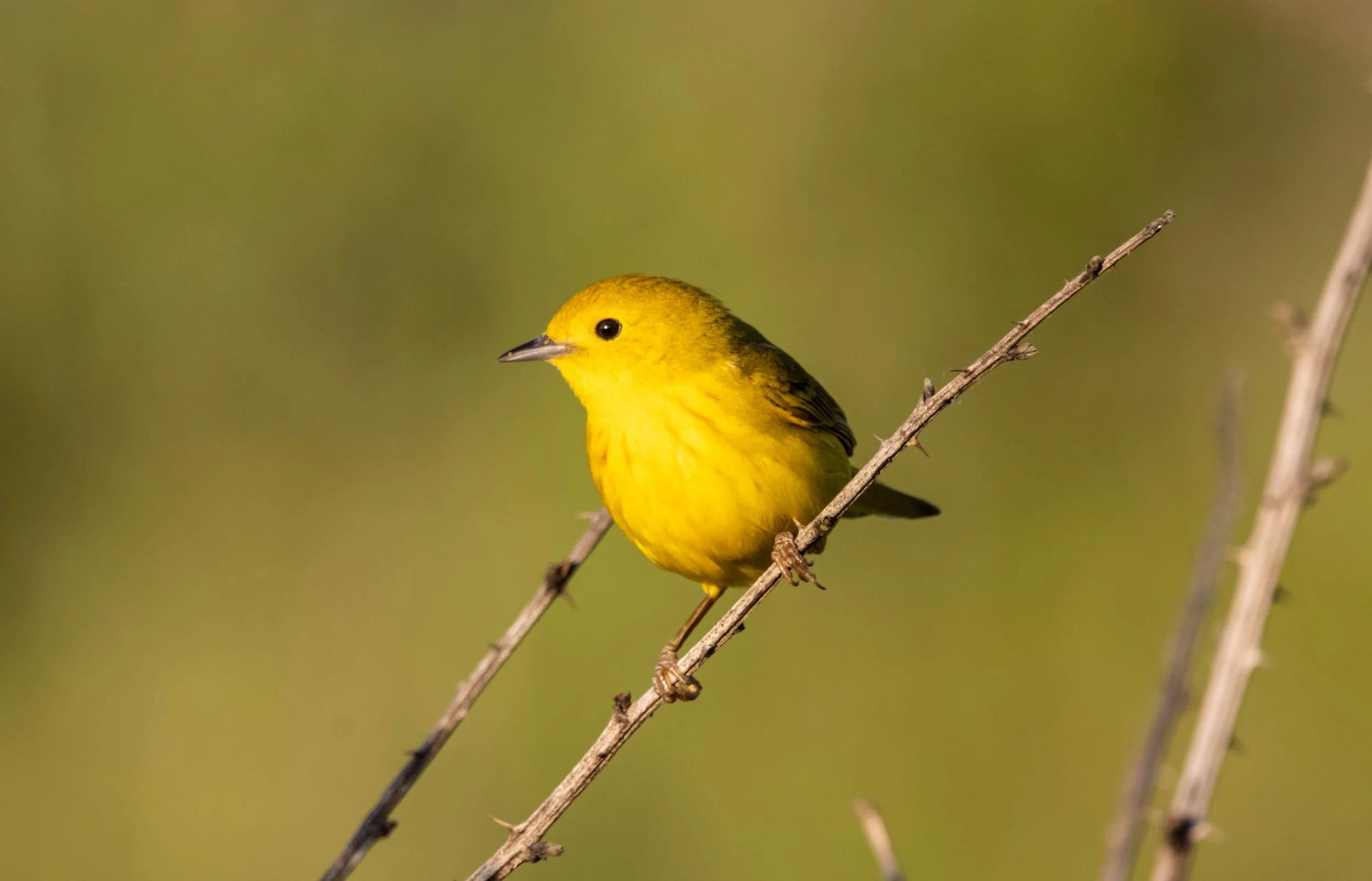 Yellow Warbler