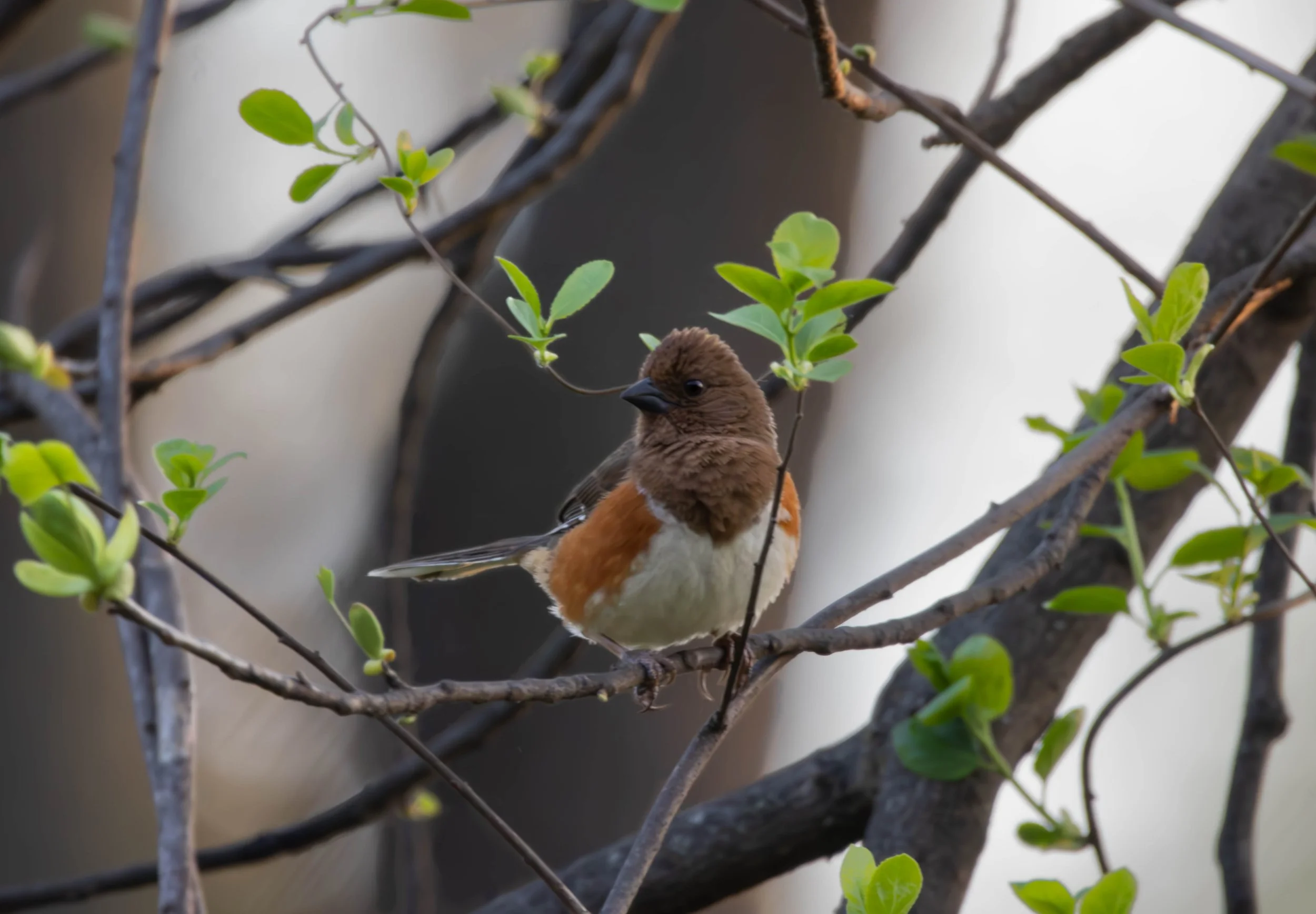Eastern Towhee