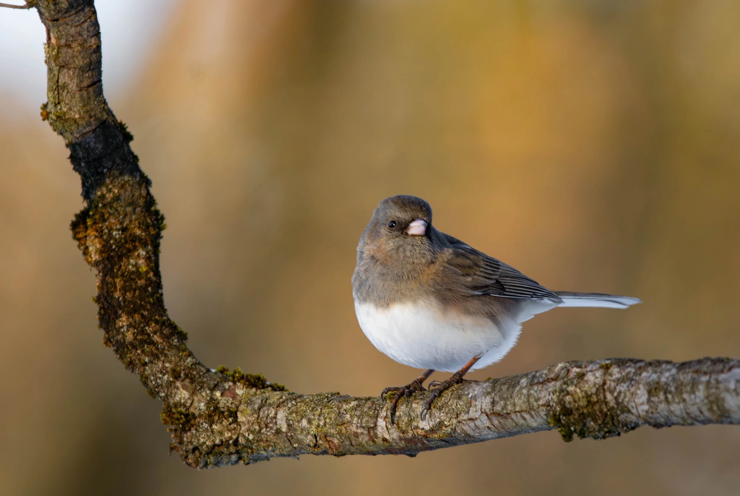 Dark-eyed Junco