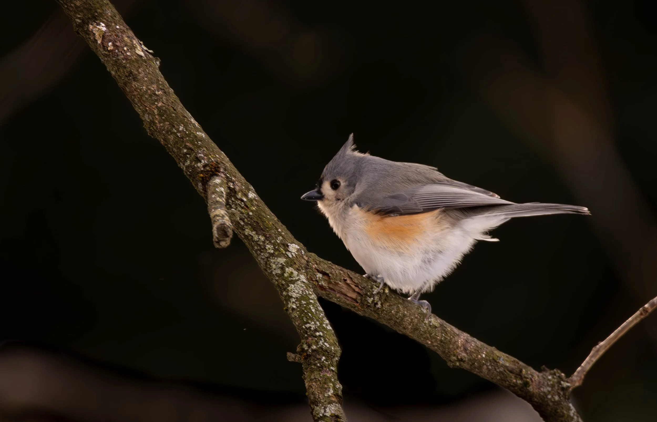 Tufted Titmouse