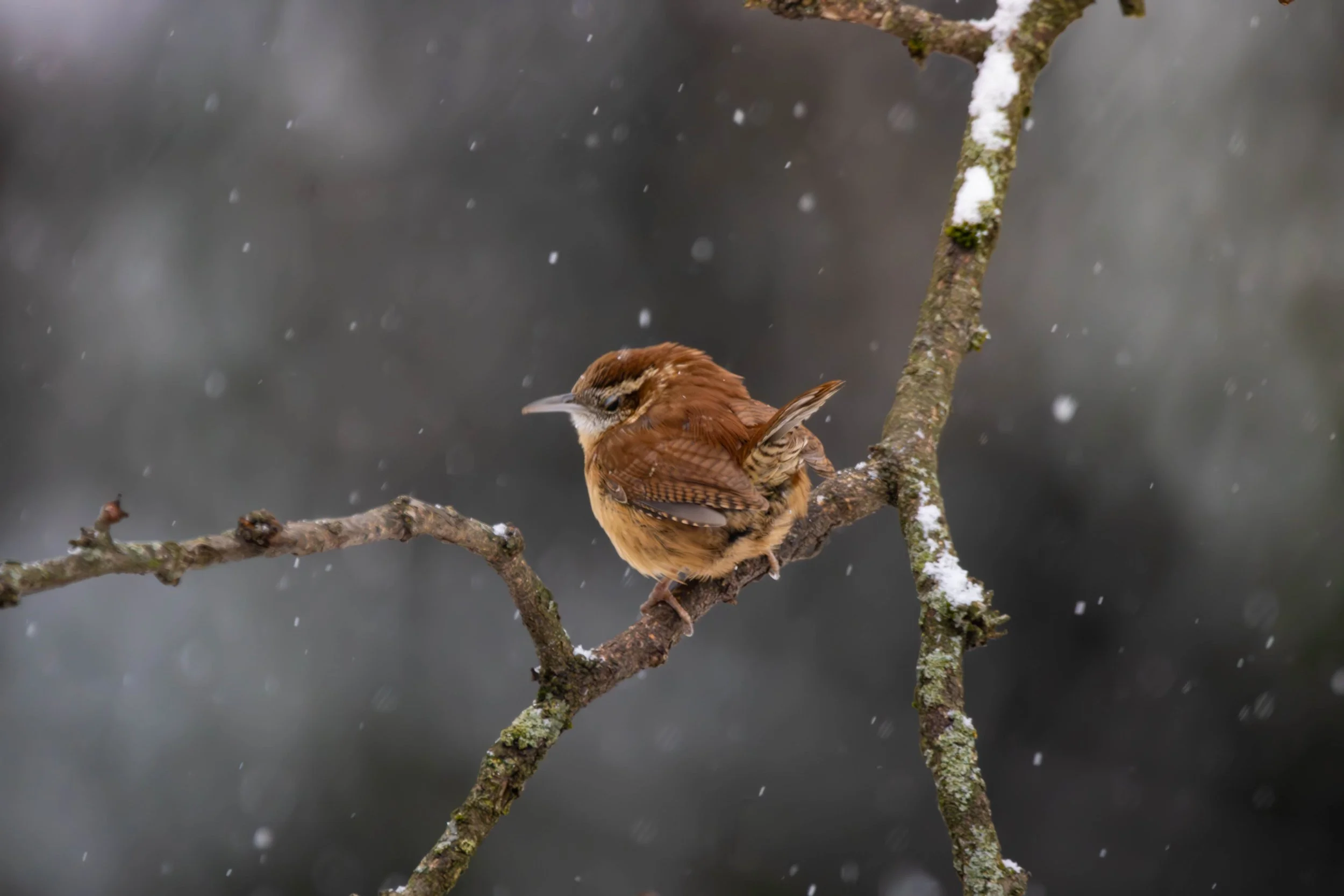 Carolina Wren