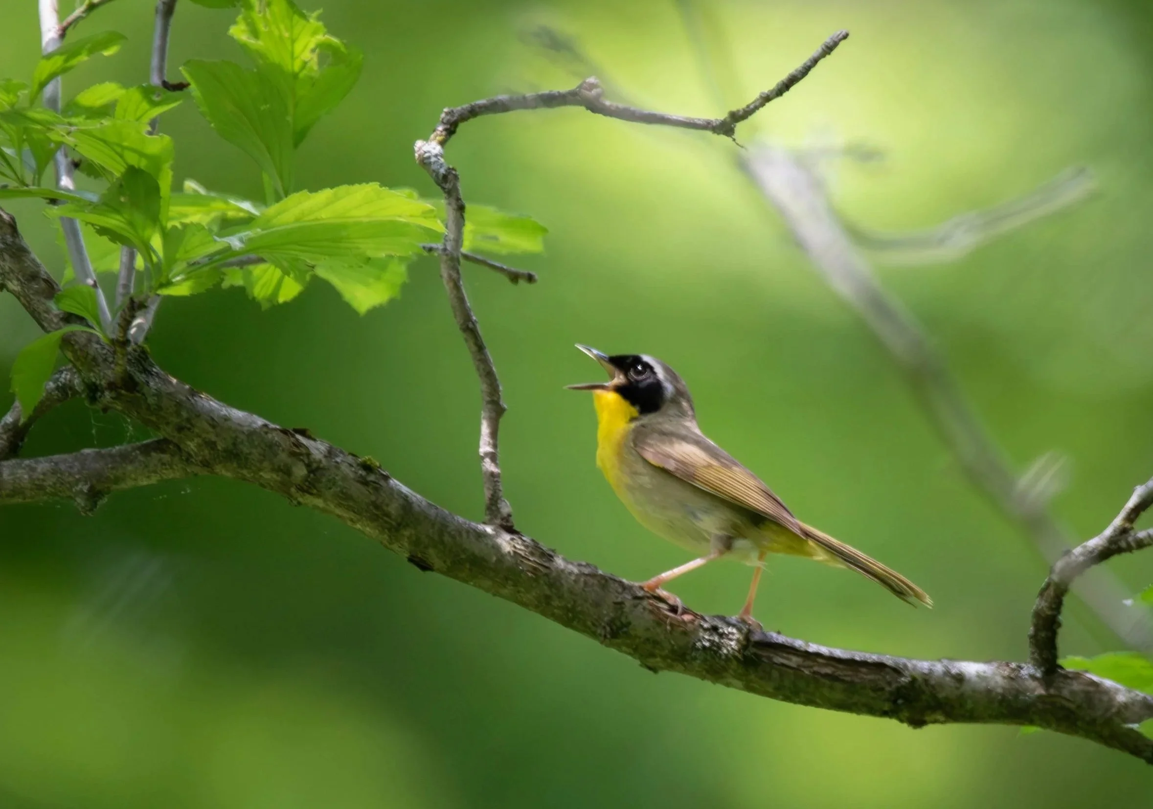 Common Yellowthroat