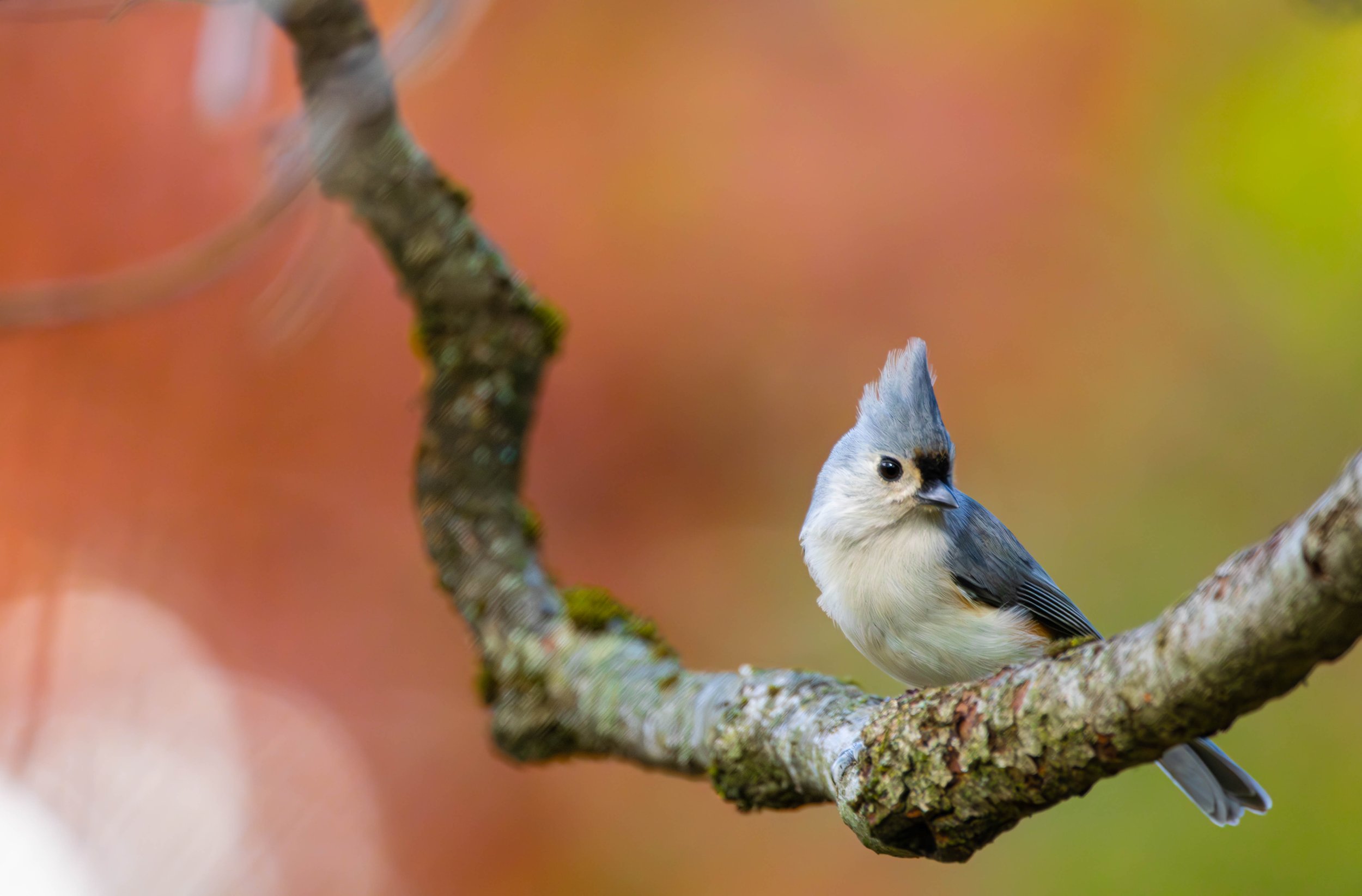 Tufted Titmouse