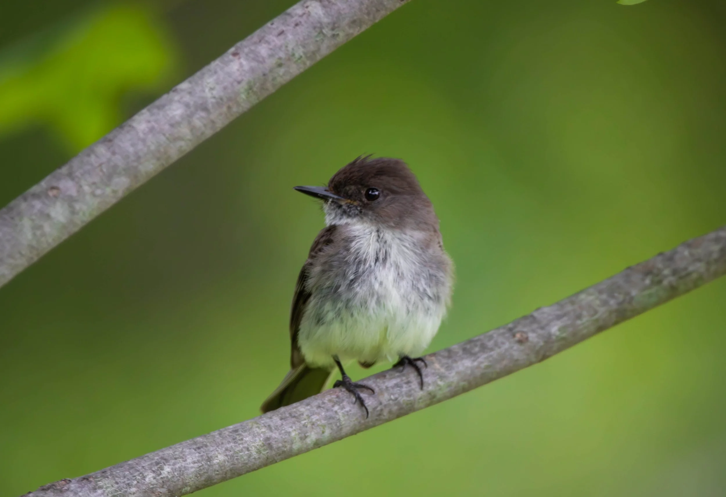 Eastern Phoebe