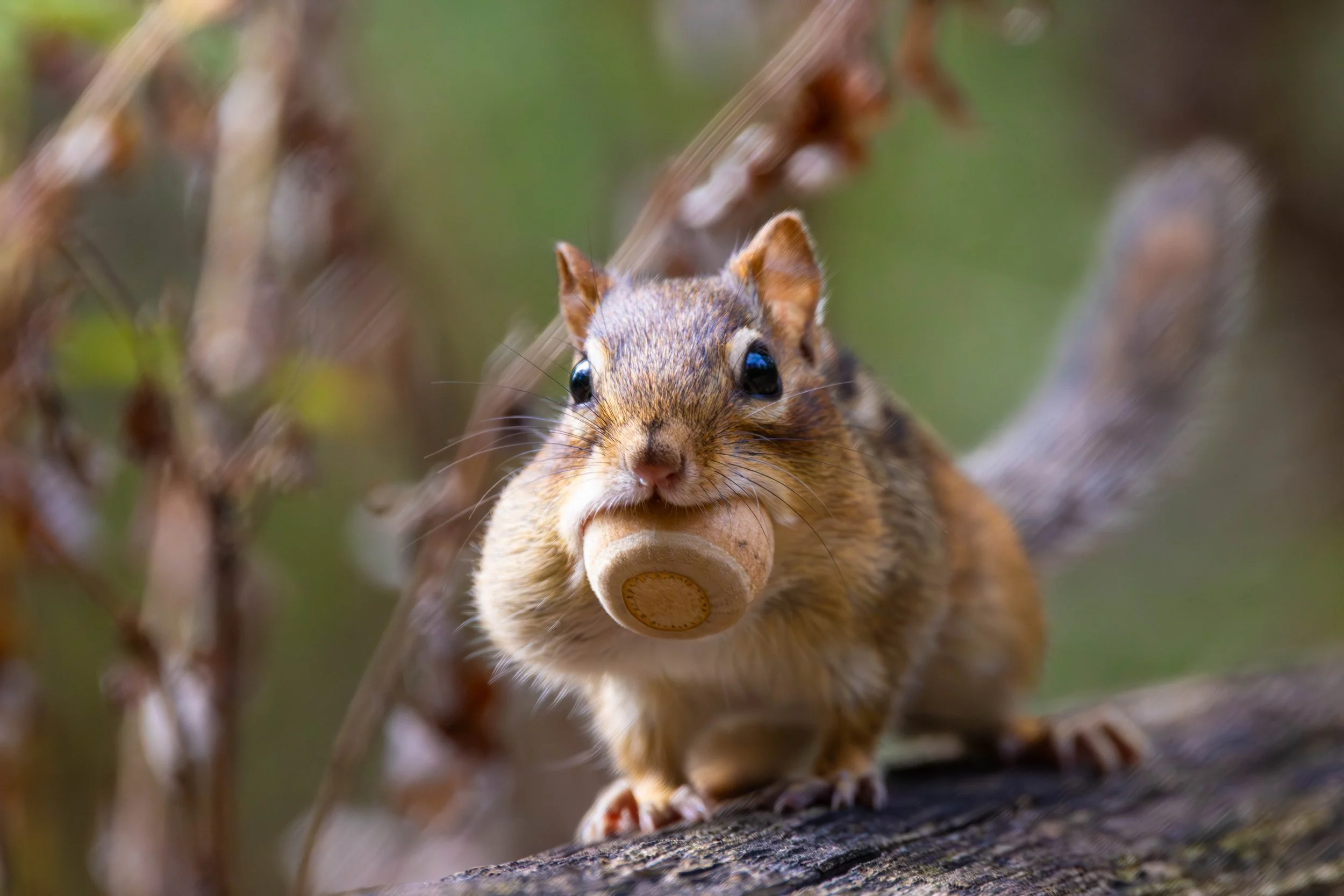 Eastern Chipmunk