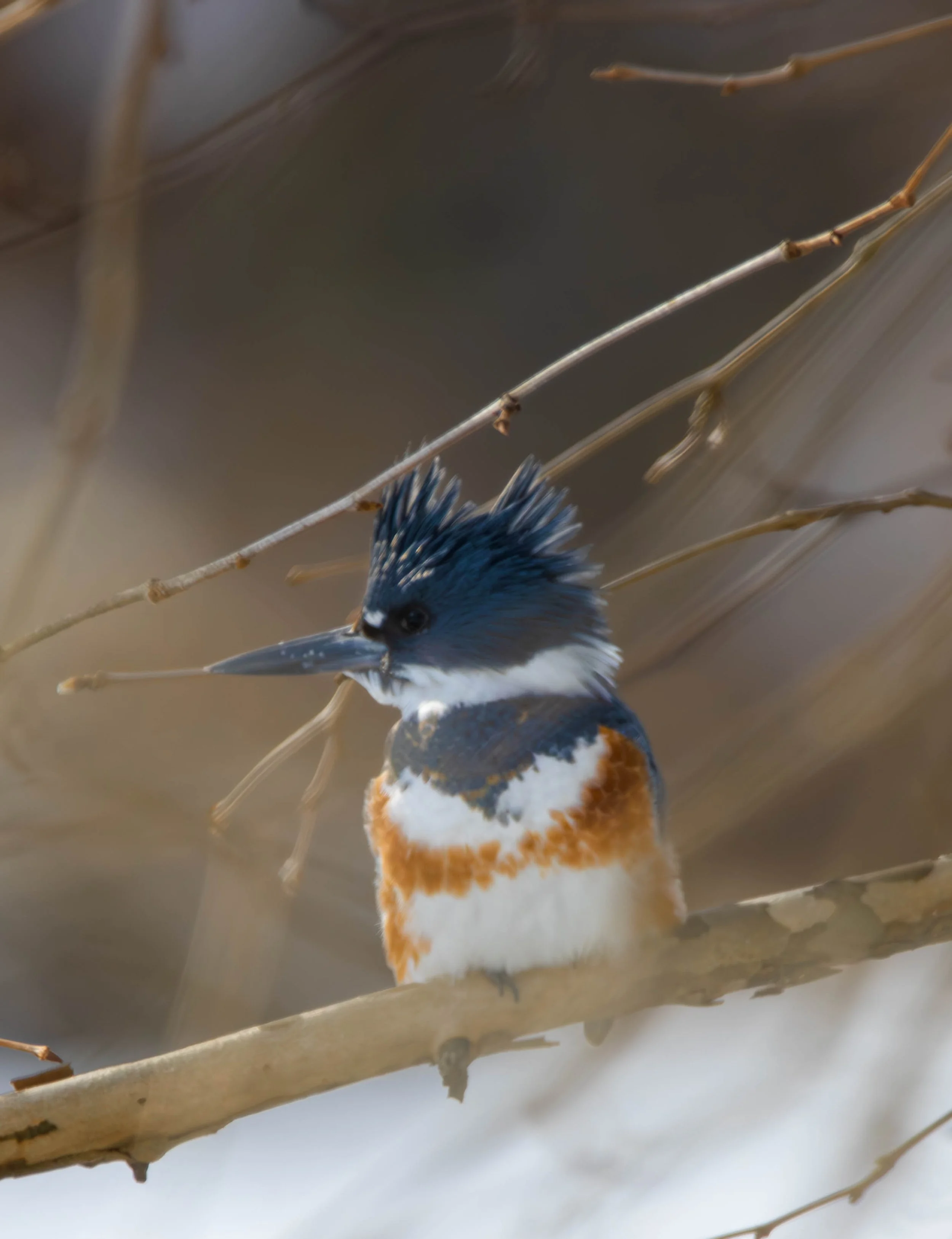 Belted Kingfisher